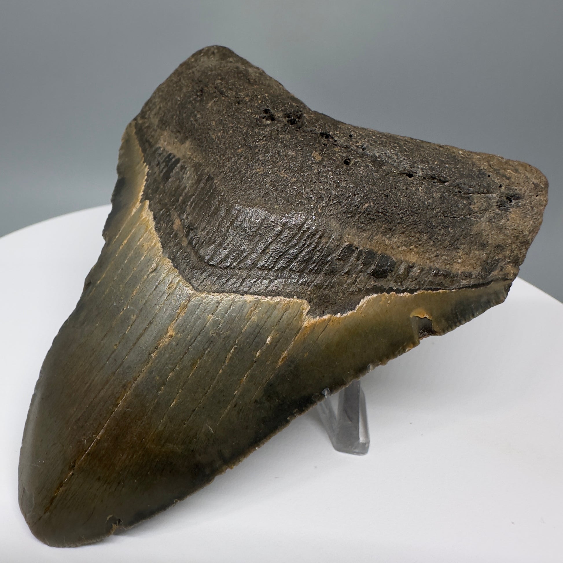 Affordable, colorful 4.19" Fossil Megalodon Tooth from North Carolina CM5320 Right