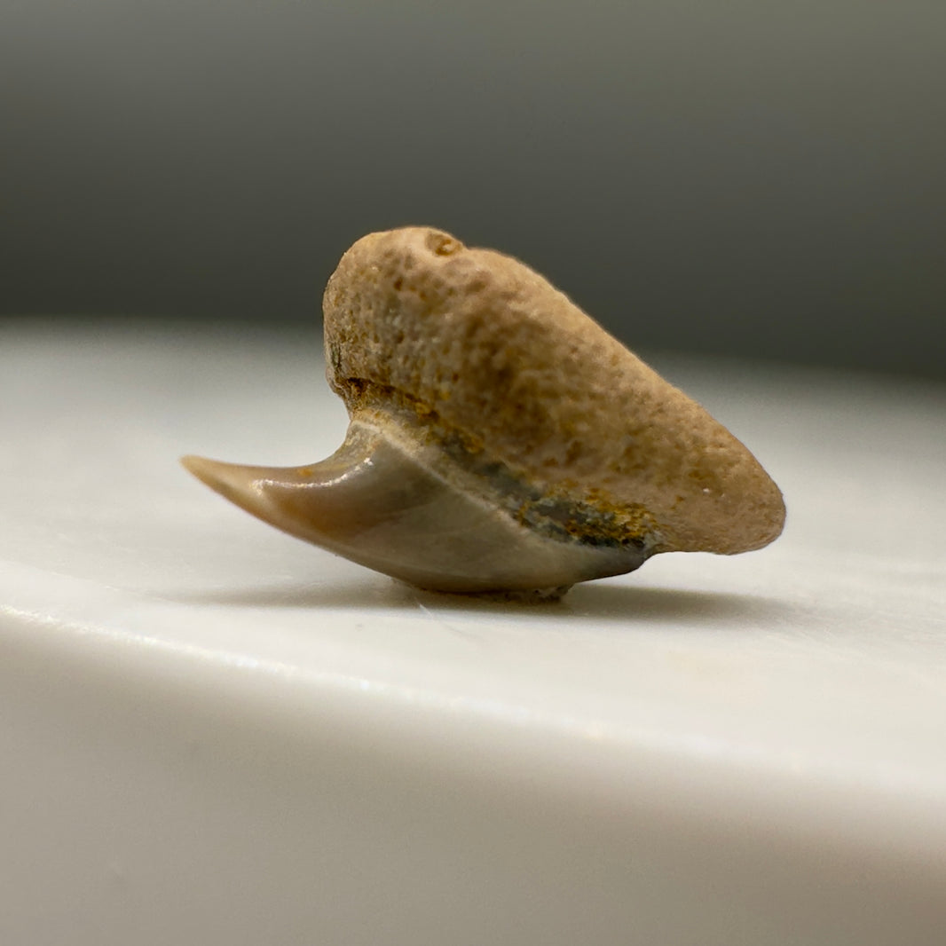 Rare Fossil Shark Teeth Collection - Authentic Specimens – Megalodon Teeth