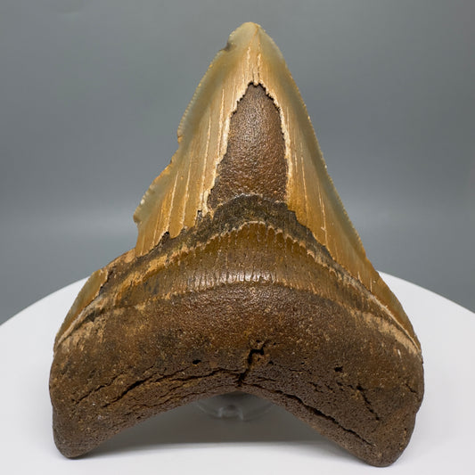 Affordable, colorful 4.24" Fossil Megalodon Tooth from North Carolina CM5319 - Front