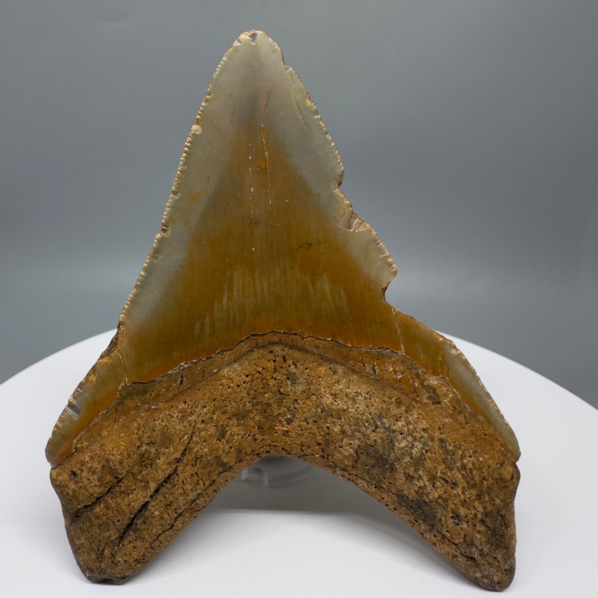 Affordable, colorful 4.24" Fossil Megalodon Tooth from North Carolina CM5319 - Back