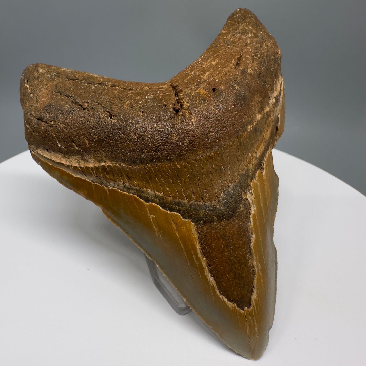 Affordable, colorful 4.24" Fossil Megalodon Tooth from North Carolina CM5319 - Front Left