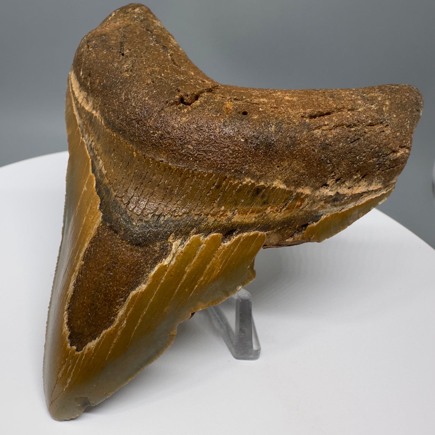 Affordable, colorful 4.24" Fossil Megalodon Tooth from North Carolina CM5319 - Front Right