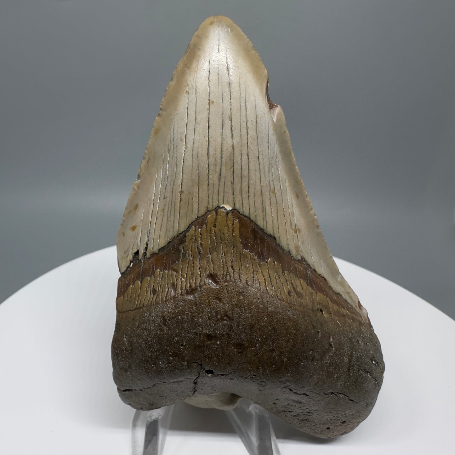 Affordable, colorful 4.33" Fossil Megalodon Tooth from North Carolina CM5317 - Front CM5318 - Front
