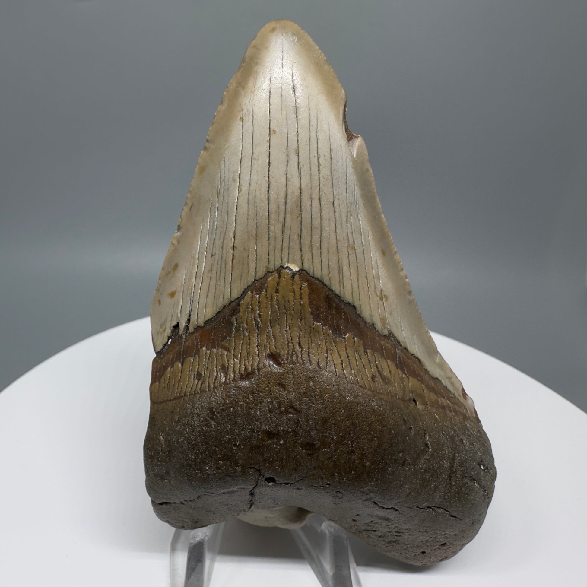 Affordable, colorful 4.33" Fossil Megalodon Tooth from North Carolina CM5317 - Front CM5318 - Front