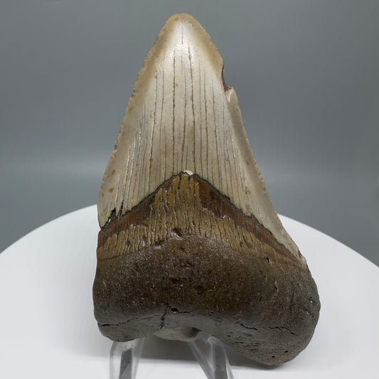 Affordable, colorful 4.33" Fossil Megalodon Tooth from North Carolina CM5317 - Front CM5318 - Front