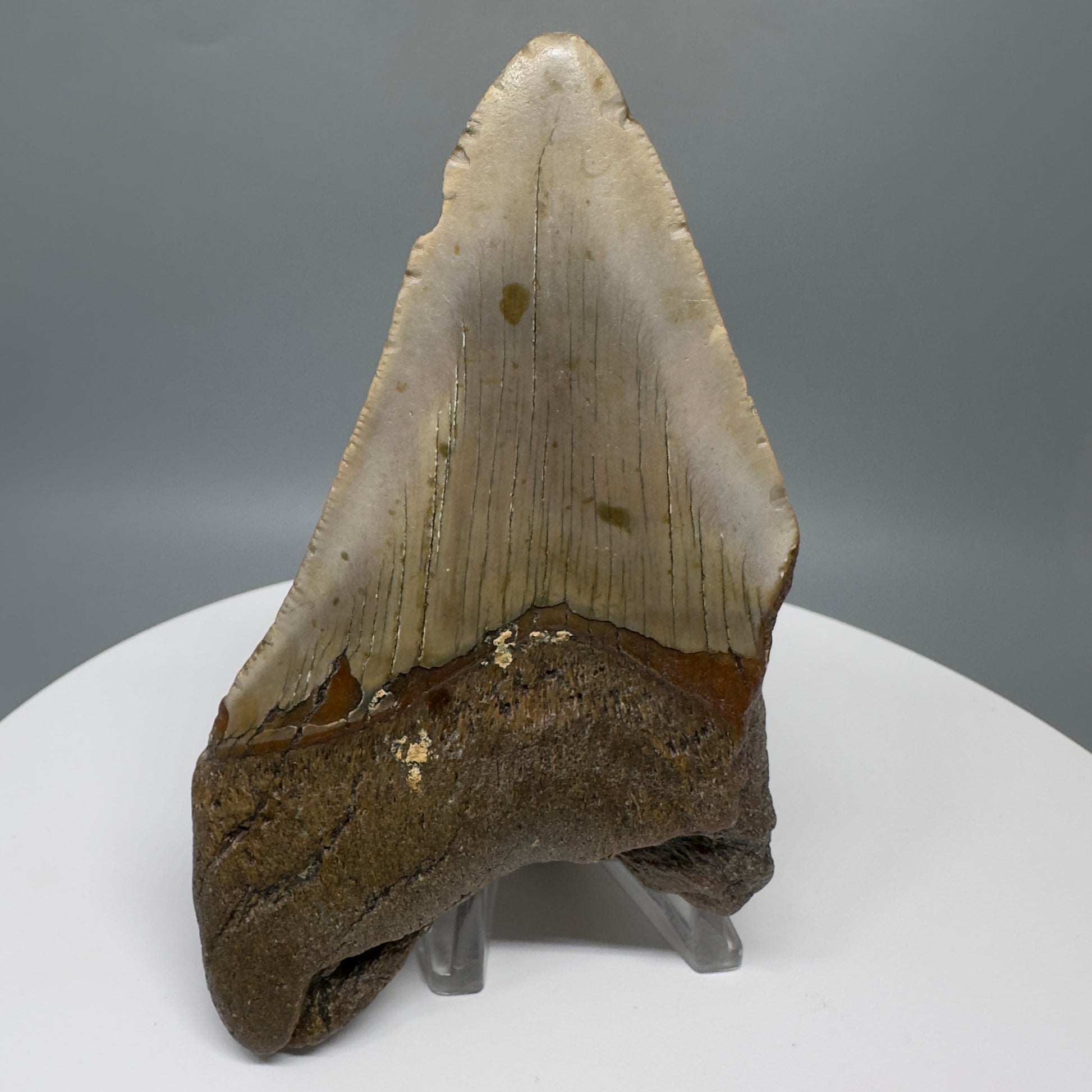 Affordable, colorful 4.33" Fossil Megalodon Tooth from North Carolina CM5317 - Front CM5318 - Back