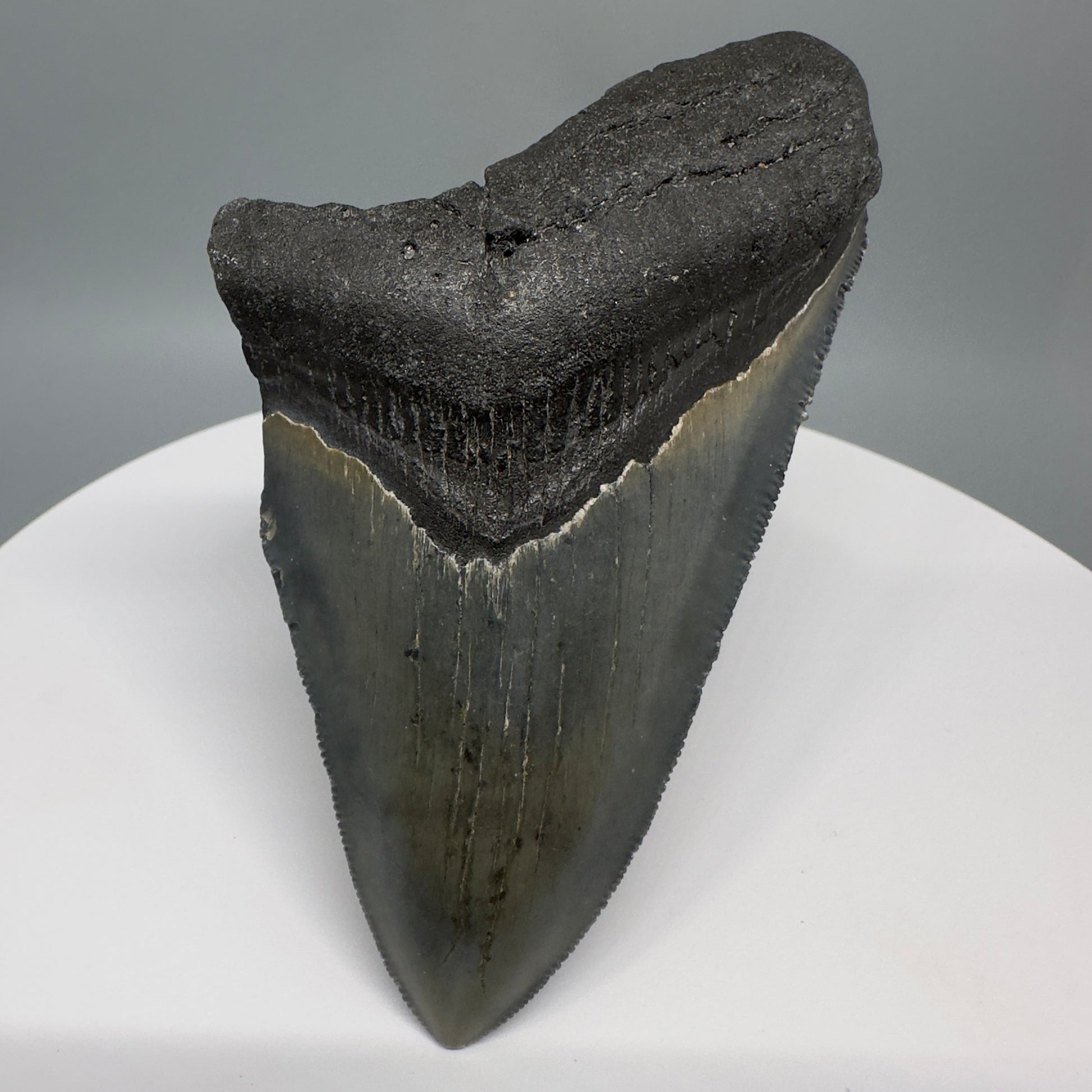 Affordable, colorful 4.33" Fossil Megalodon Tooth from North Carolina CM5317 - Front 1