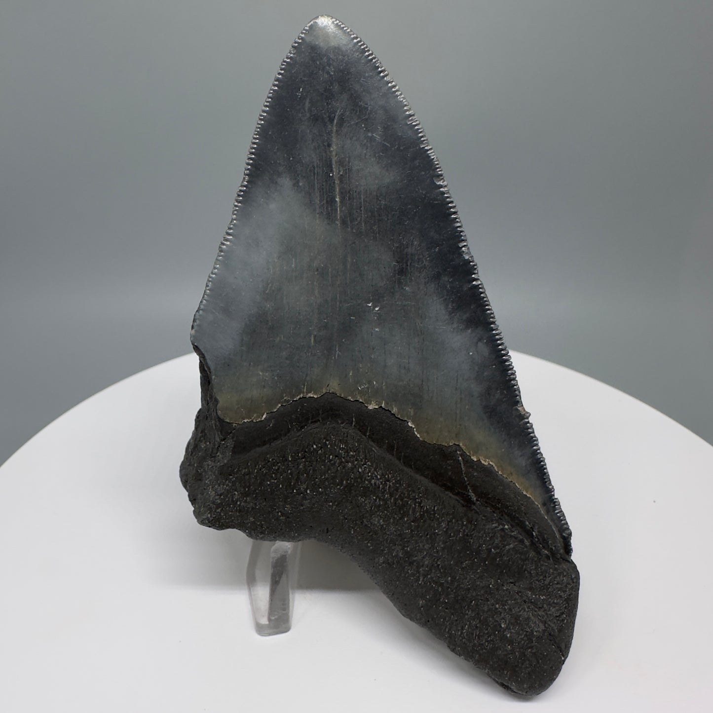 Affordable, colorful 4.33" Fossil Megalodon Tooth from North Carolina CM5317 - Back
