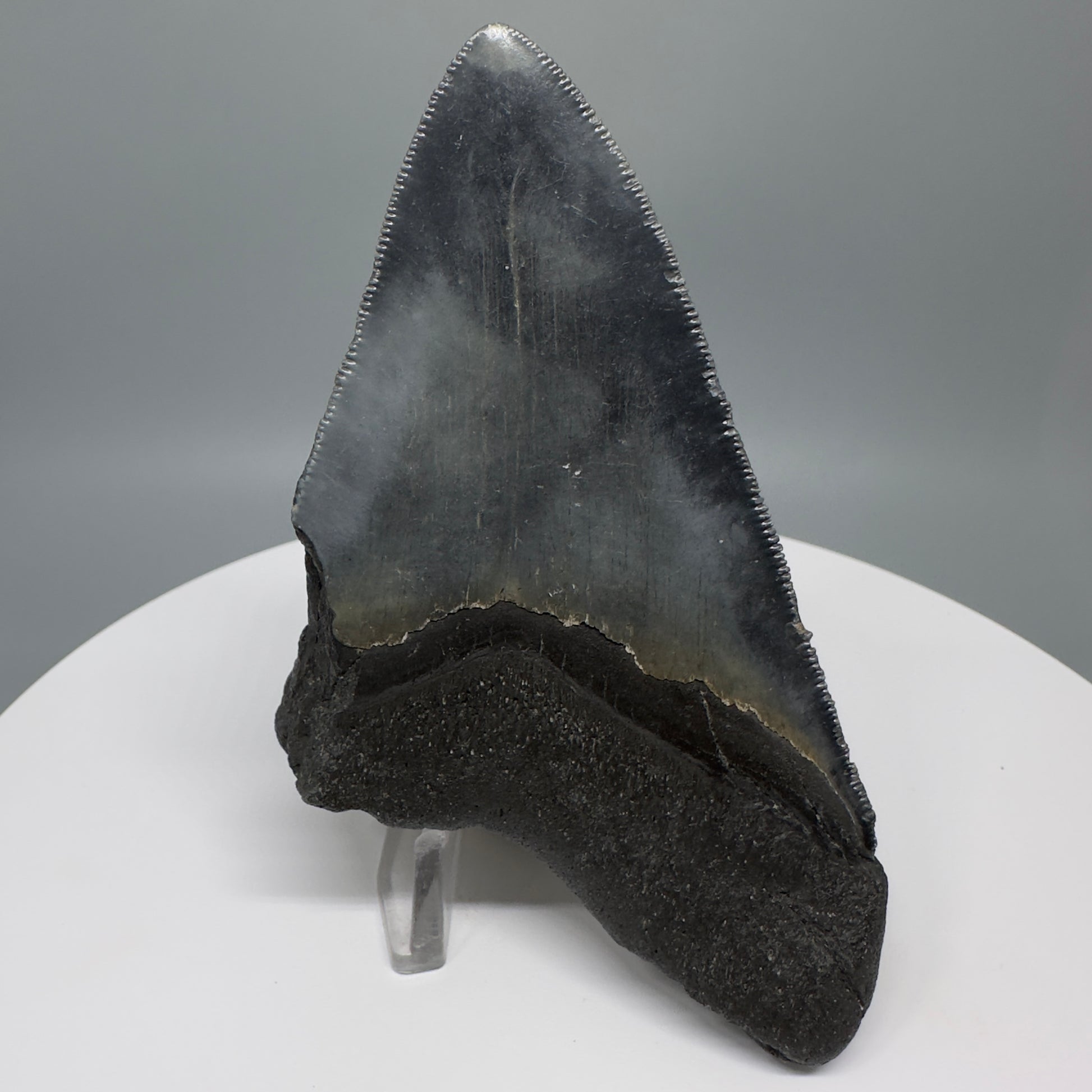 Affordable, colorful 4.33" Fossil Megalodon Tooth from North Carolina CM5317 - Back