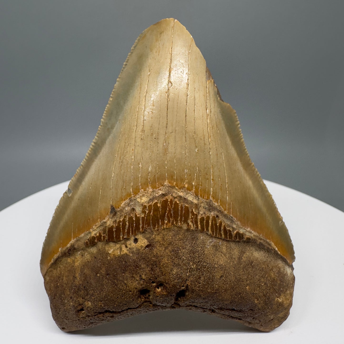 Affordable 3.56" Fossil Megalodon Tooth from North Carolina CM5316 - Front