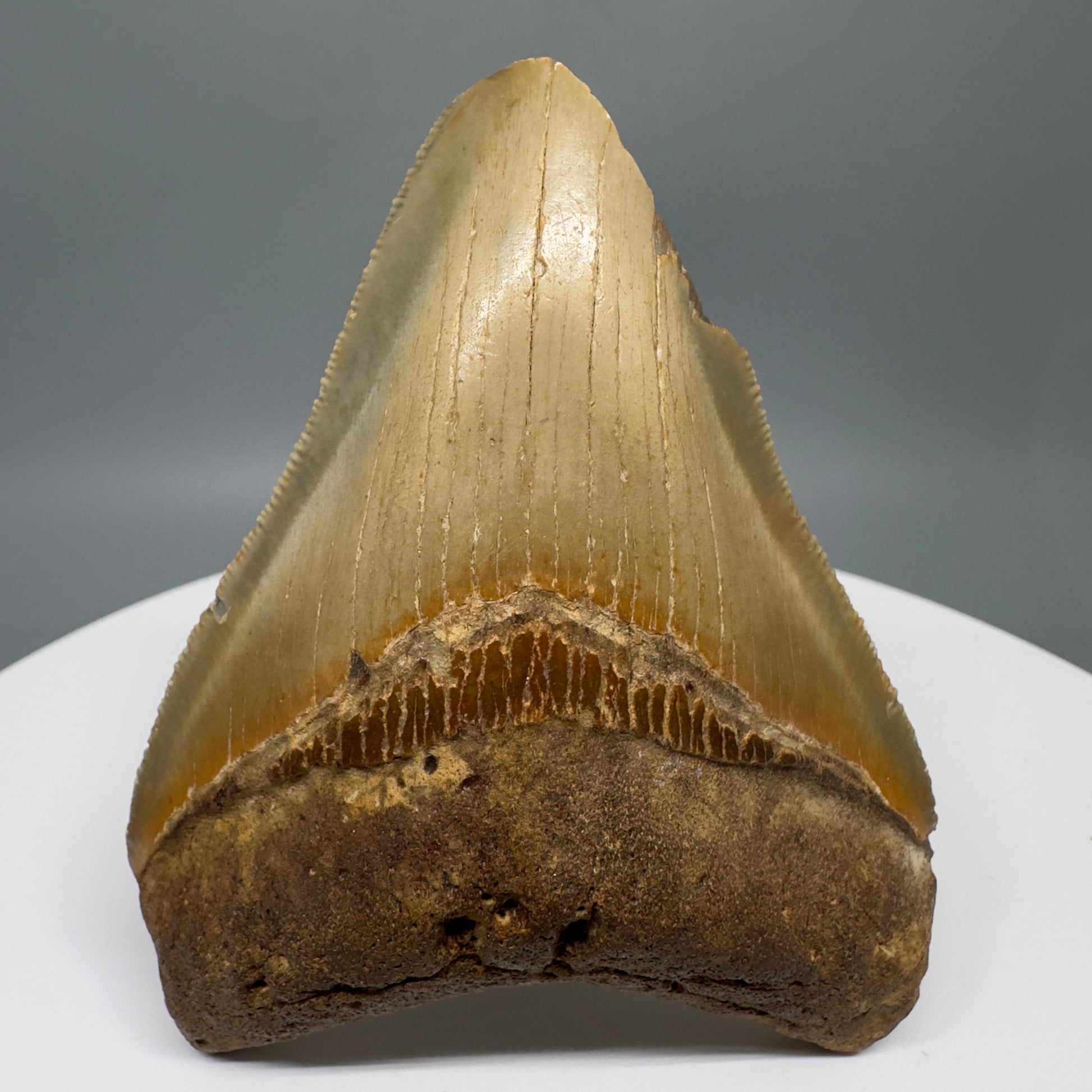 Affordable 3.56" Fossil Megalodon Tooth from North Carolina CM5316 - Front
