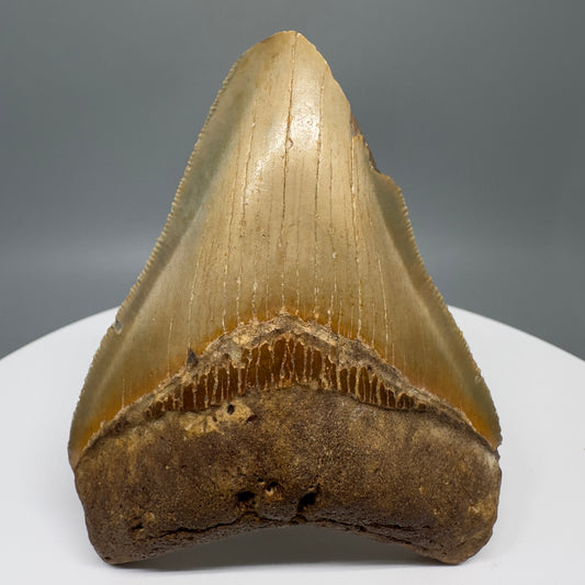 Affordable 3.56" Fossil Megalodon Tooth from North Carolina CM5316 - Front
