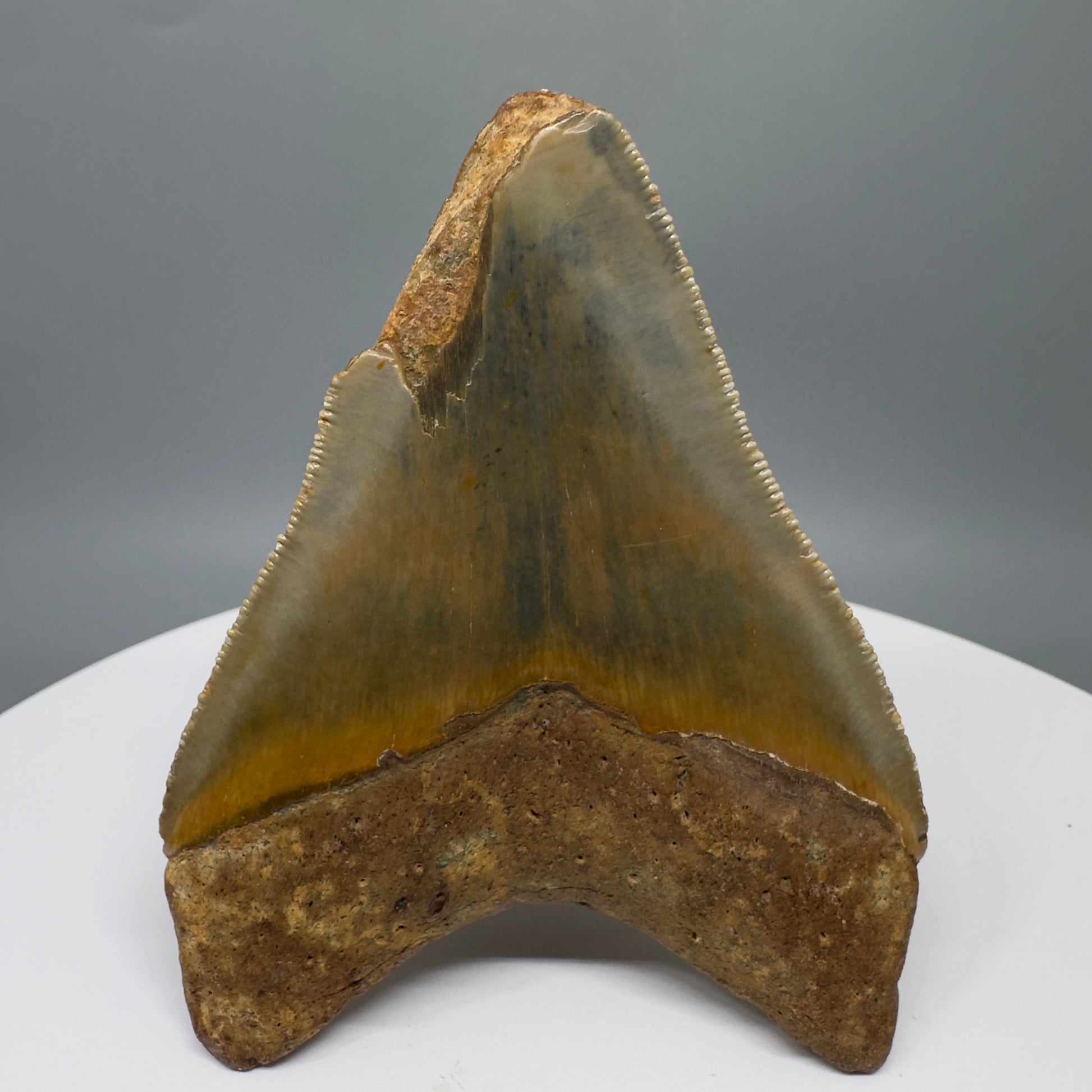 Affordable 3.56" Fossil Megalodon Tooth from North Carolina CM5316 - Back
