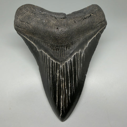 Front View Jet Black, serrated 5.16" Fossil Megalodon Tooth - South Carolina CM6121 - 1