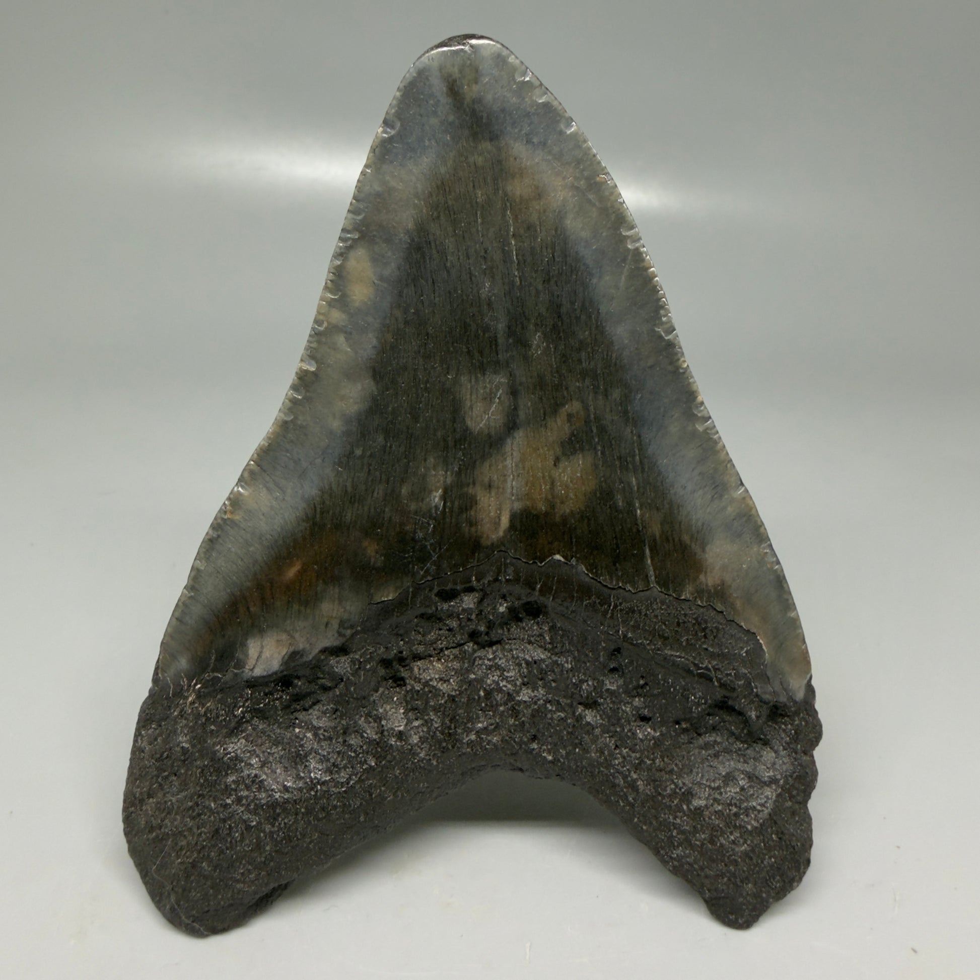 Back View Very colorful 4.29" Megalodon Tooth from South Carolina CM6114