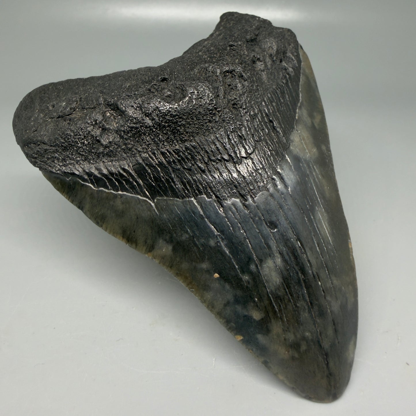 Front Left View Very colorful 4.29" Megalodon Tooth from South Carolina CM6114