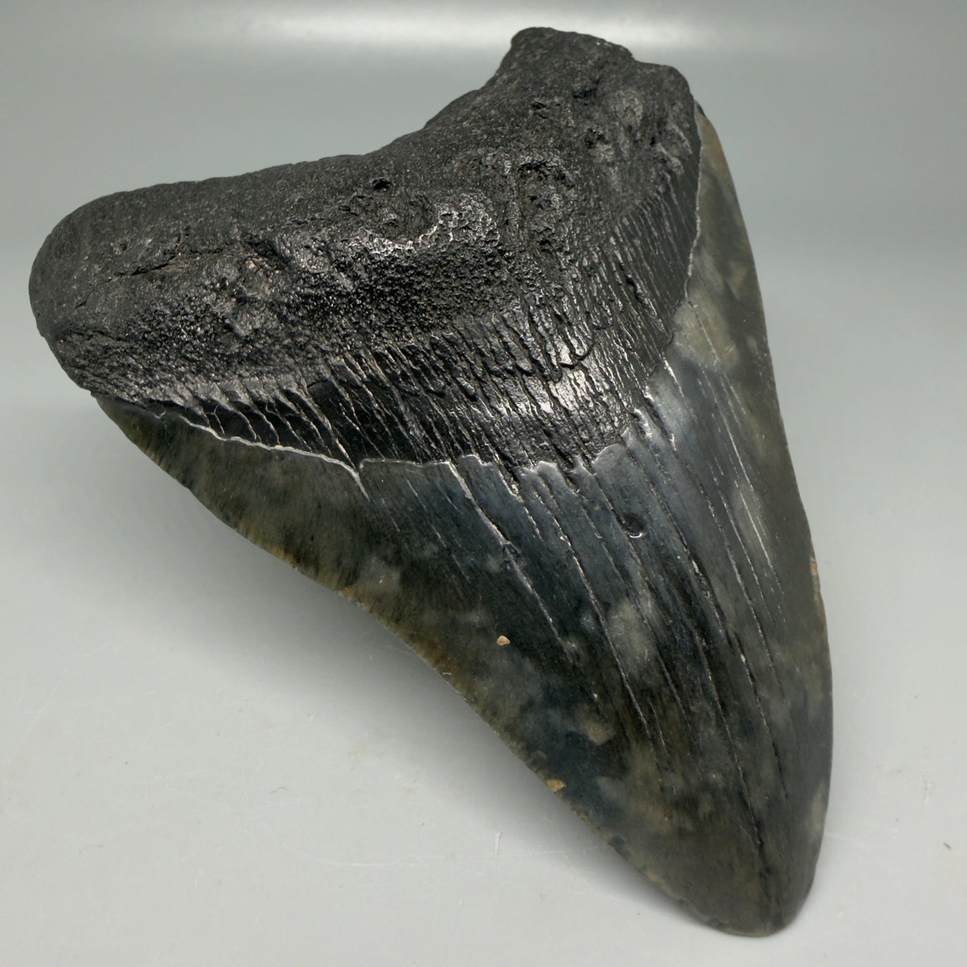 Front Left View Very colorful 4.29" Megalodon Tooth from South Carolina CM6114