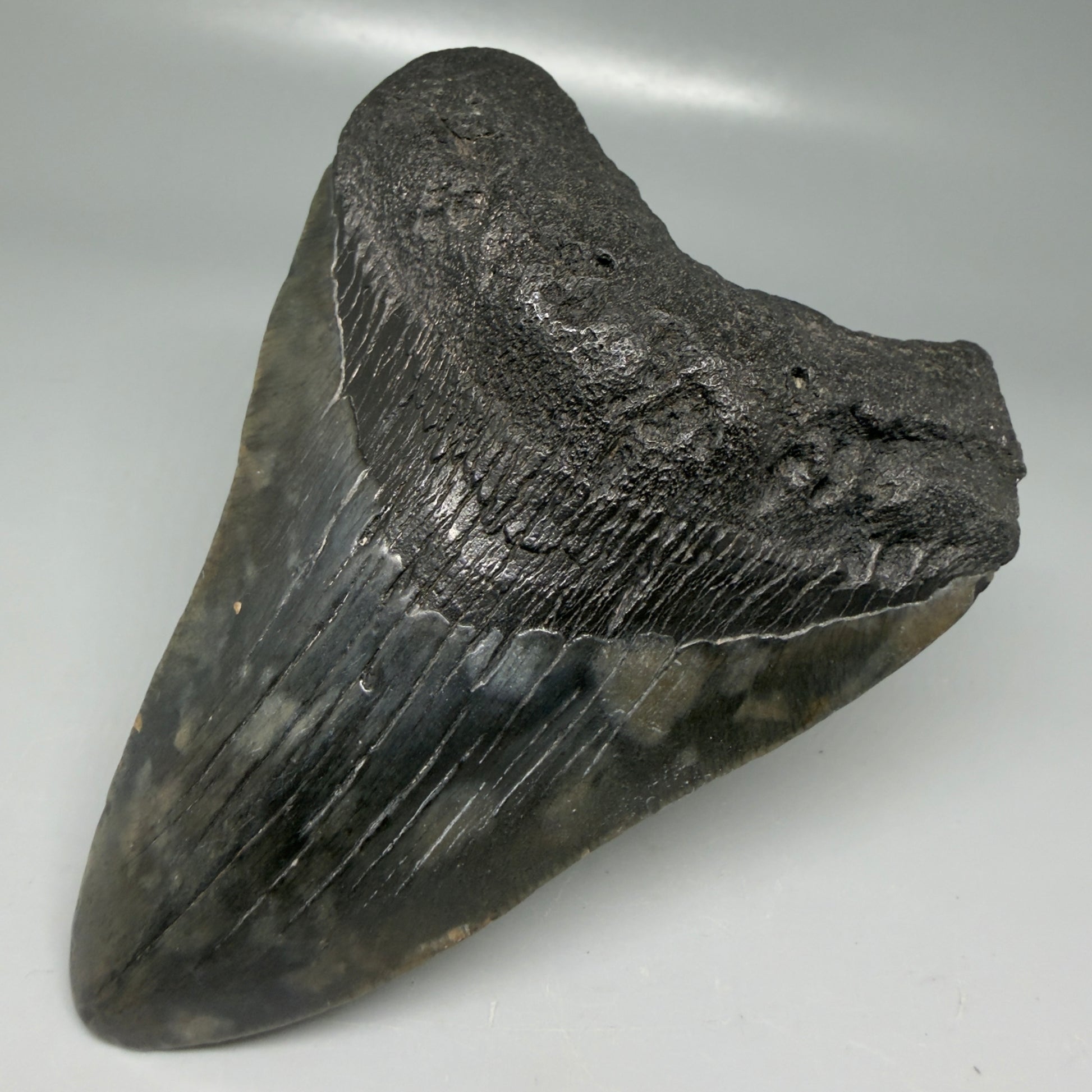 Front Right View Very colorful 4.29" Megalodon Tooth from South Carolina CM6114