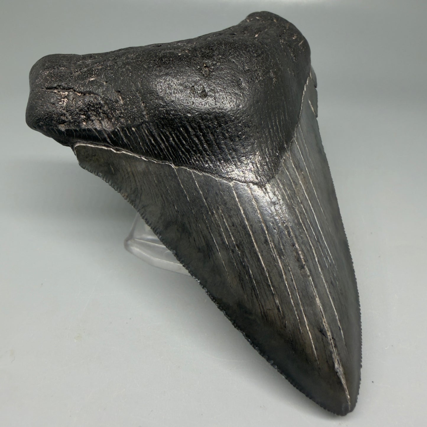 Front Left View Dark colors 4.53" Megalodon Tooth from South Carolina CM6115