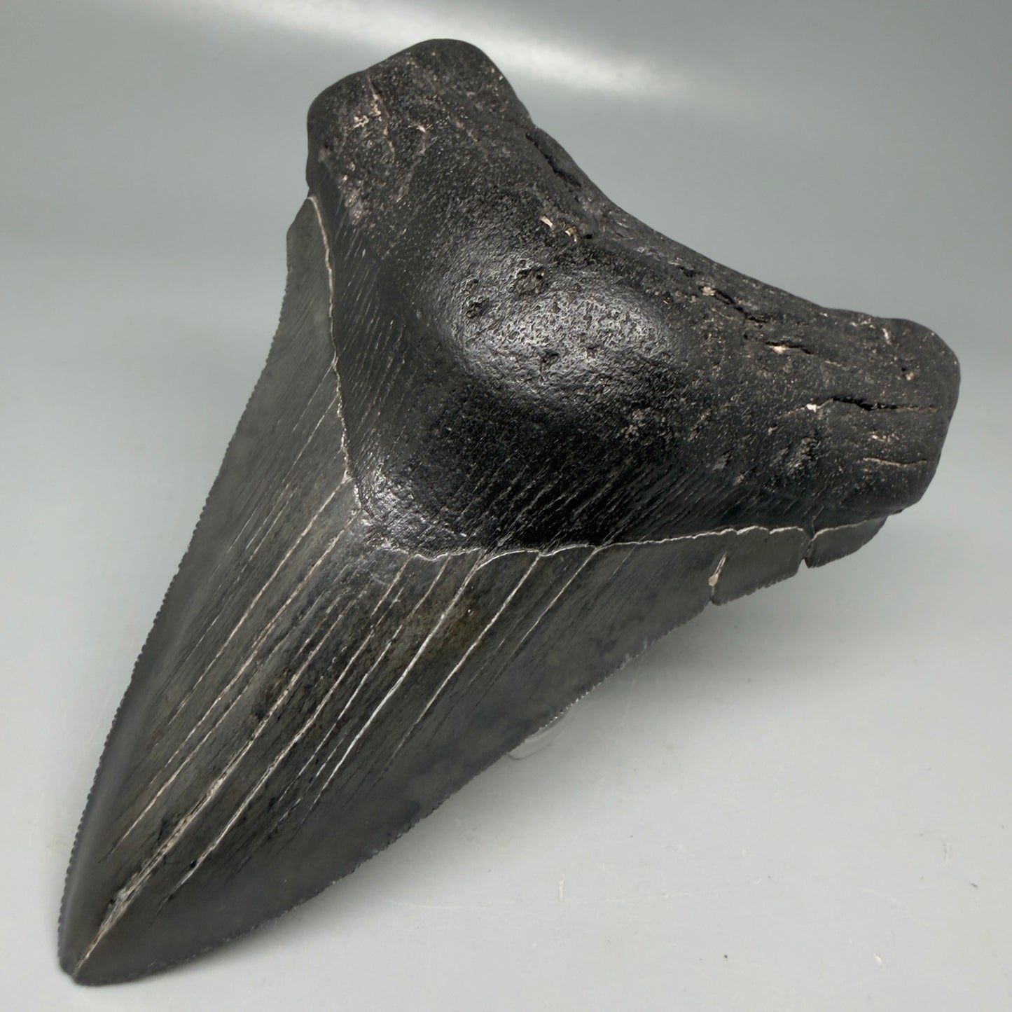 Front Right View Dark colors 4.53" Megalodon Tooth from South Carolina CM6115