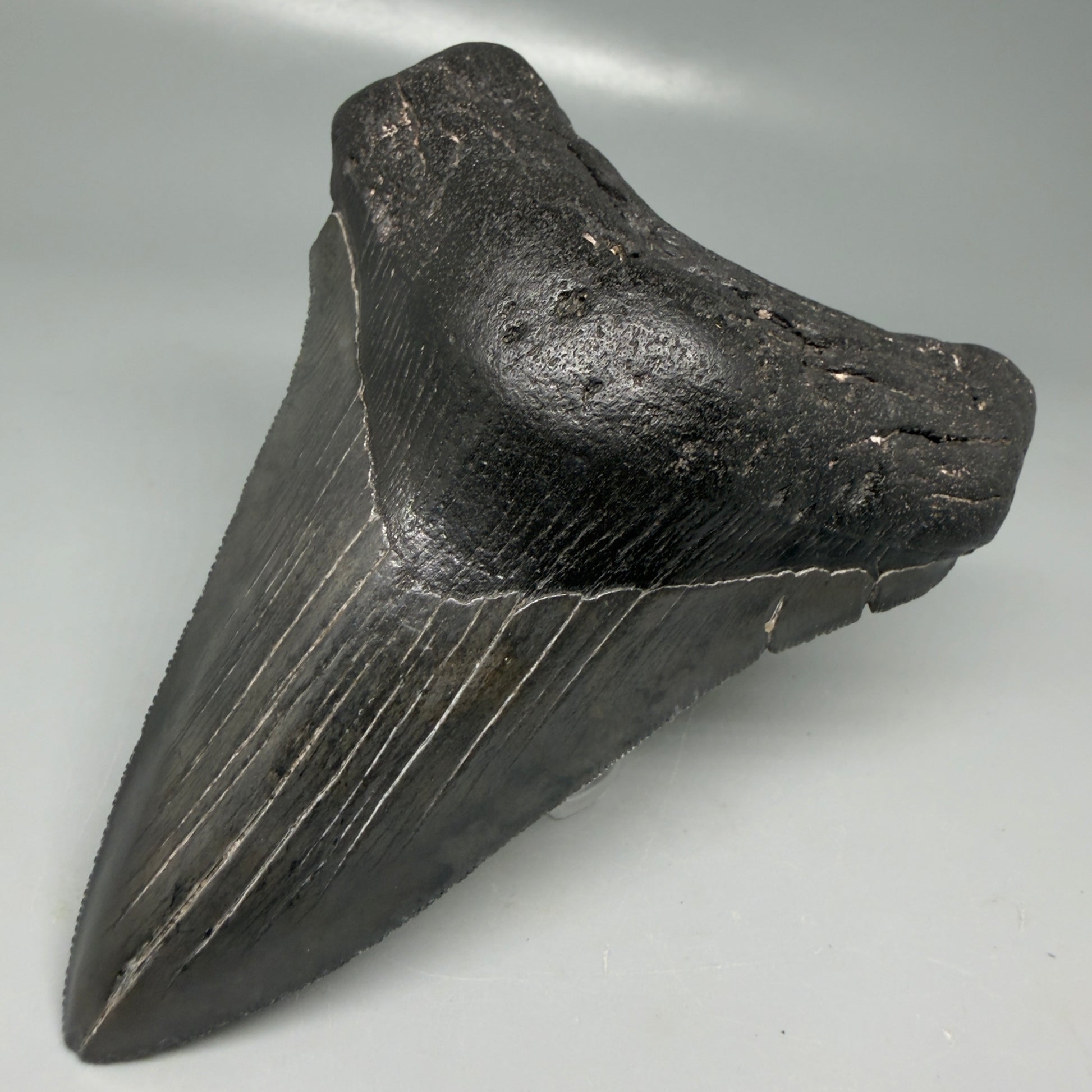 Front Right View Dark colors 4.53" Megalodon Tooth from South Carolina CM6115