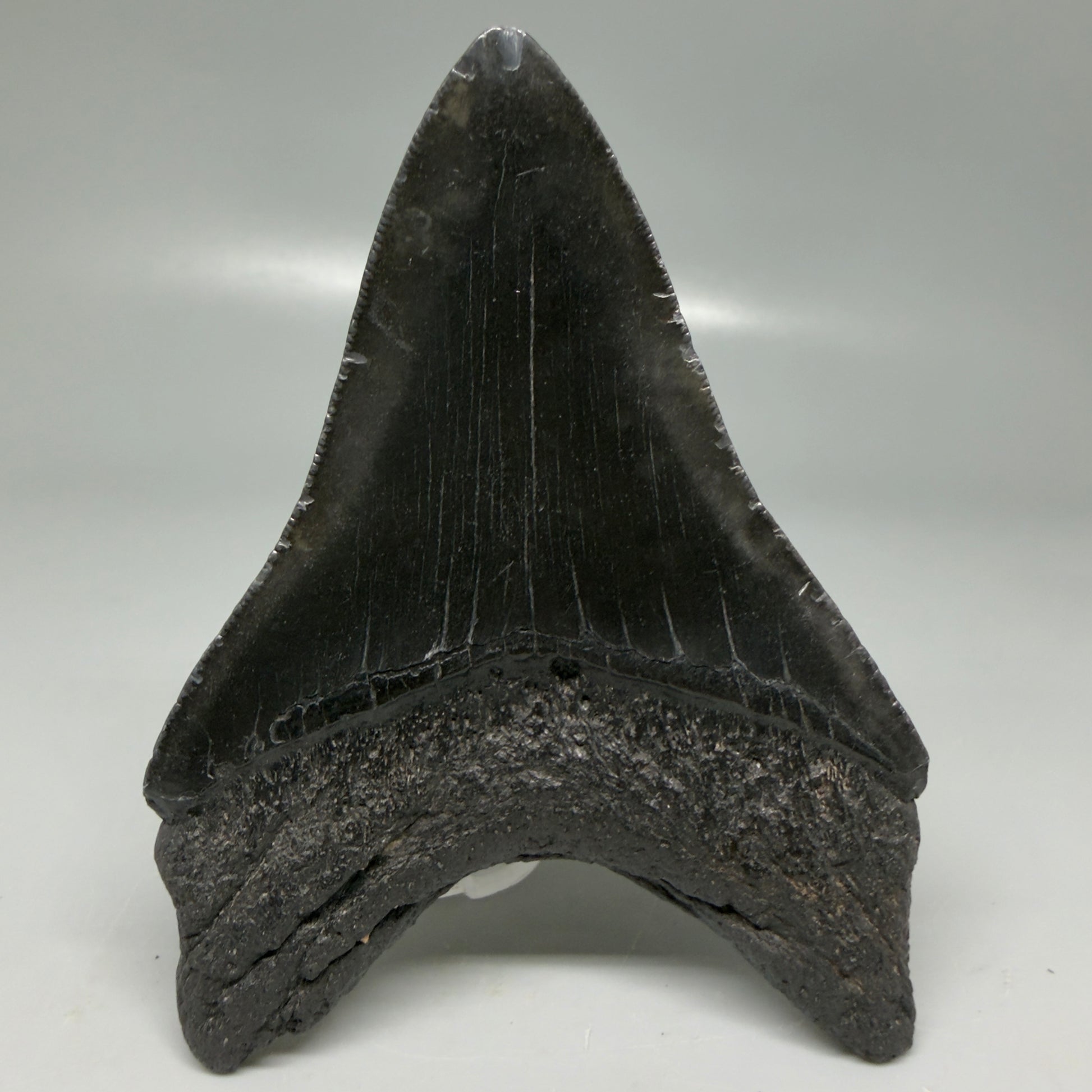 Back View Dark colors 4.14" Megalodon Tooth from South Carolina CM6109