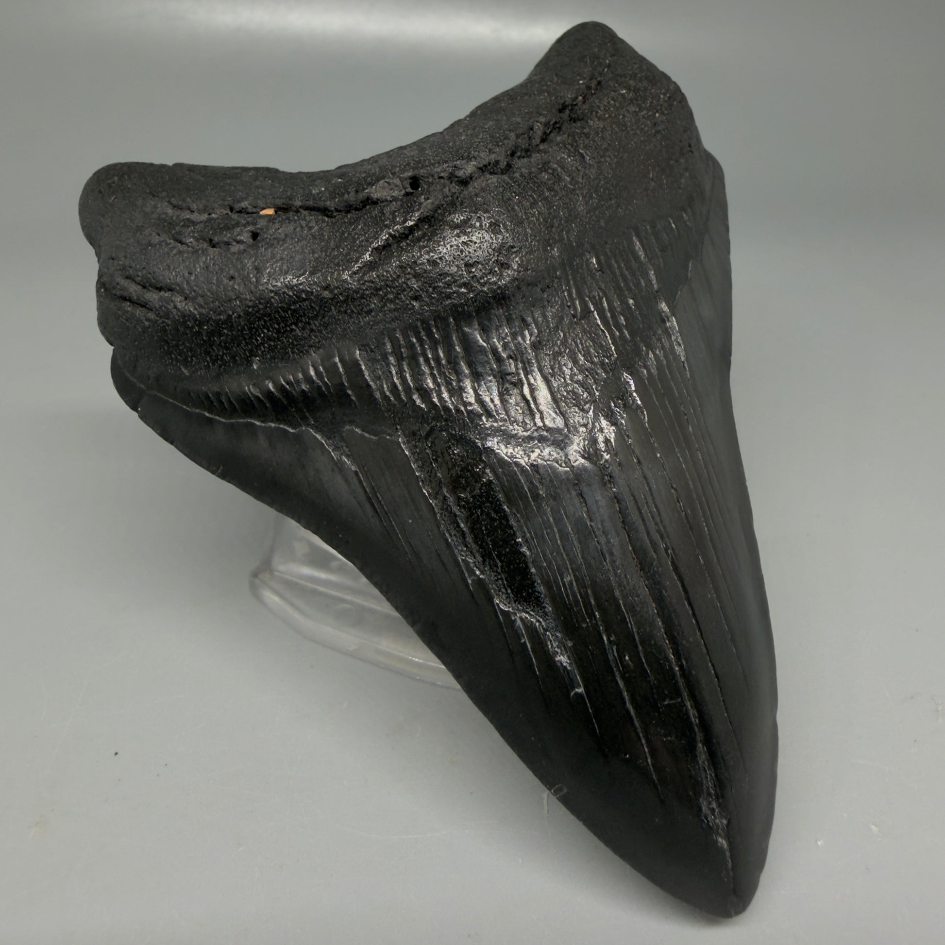 Front Left View Dark colors 4.14" Megalodon Tooth from South Carolina CM6109