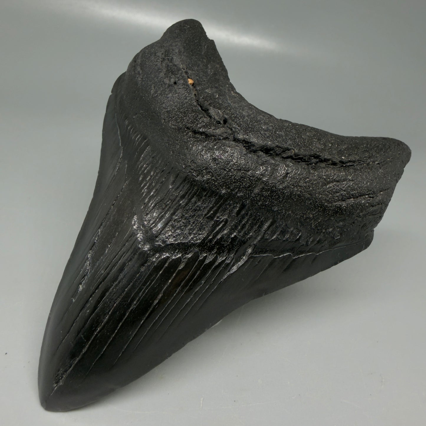 Front Right View Dark colors 4.14" Megalodon Tooth from South Carolina CM6109