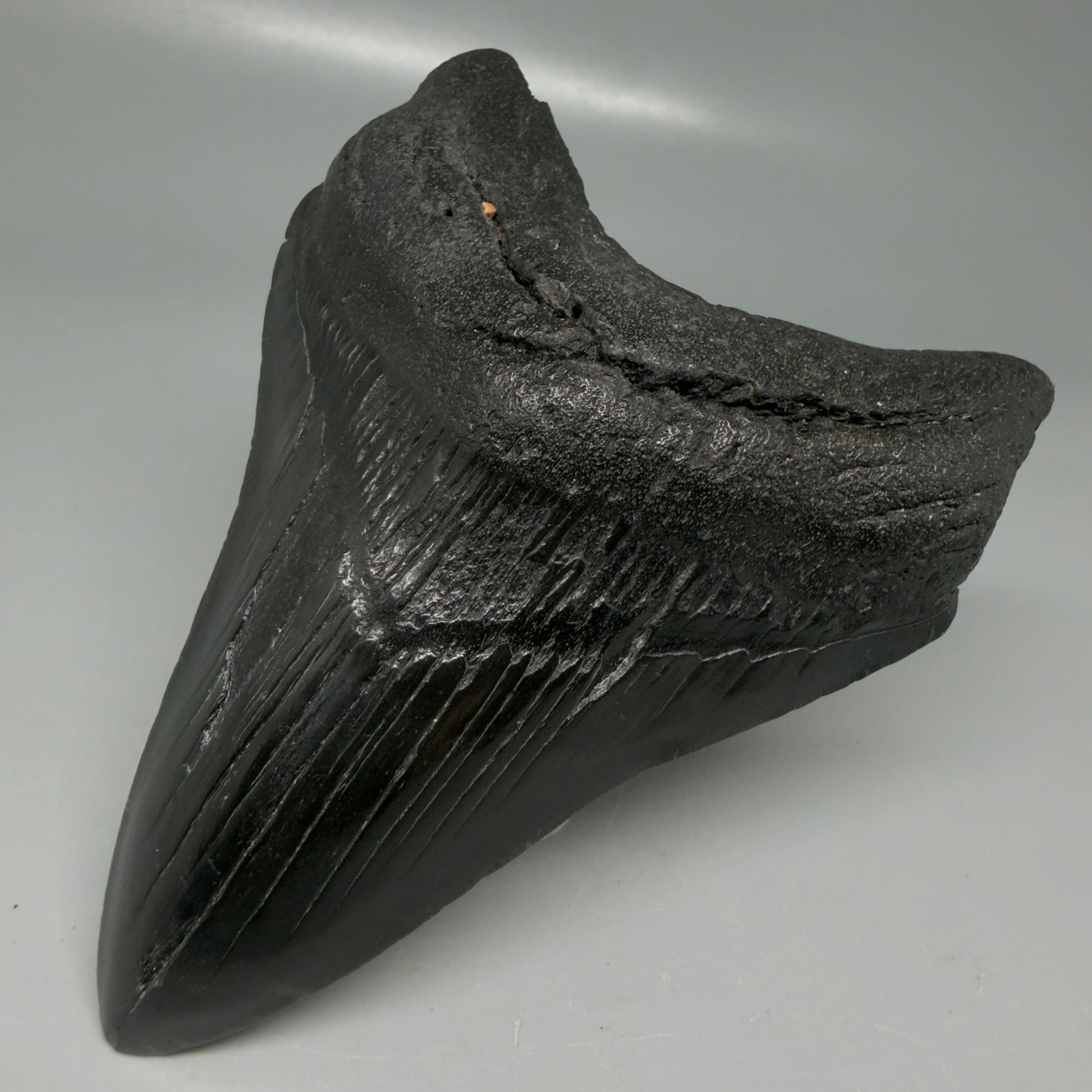 Front Right View Dark colors 4.14" Megalodon Tooth from South Carolina CM6109