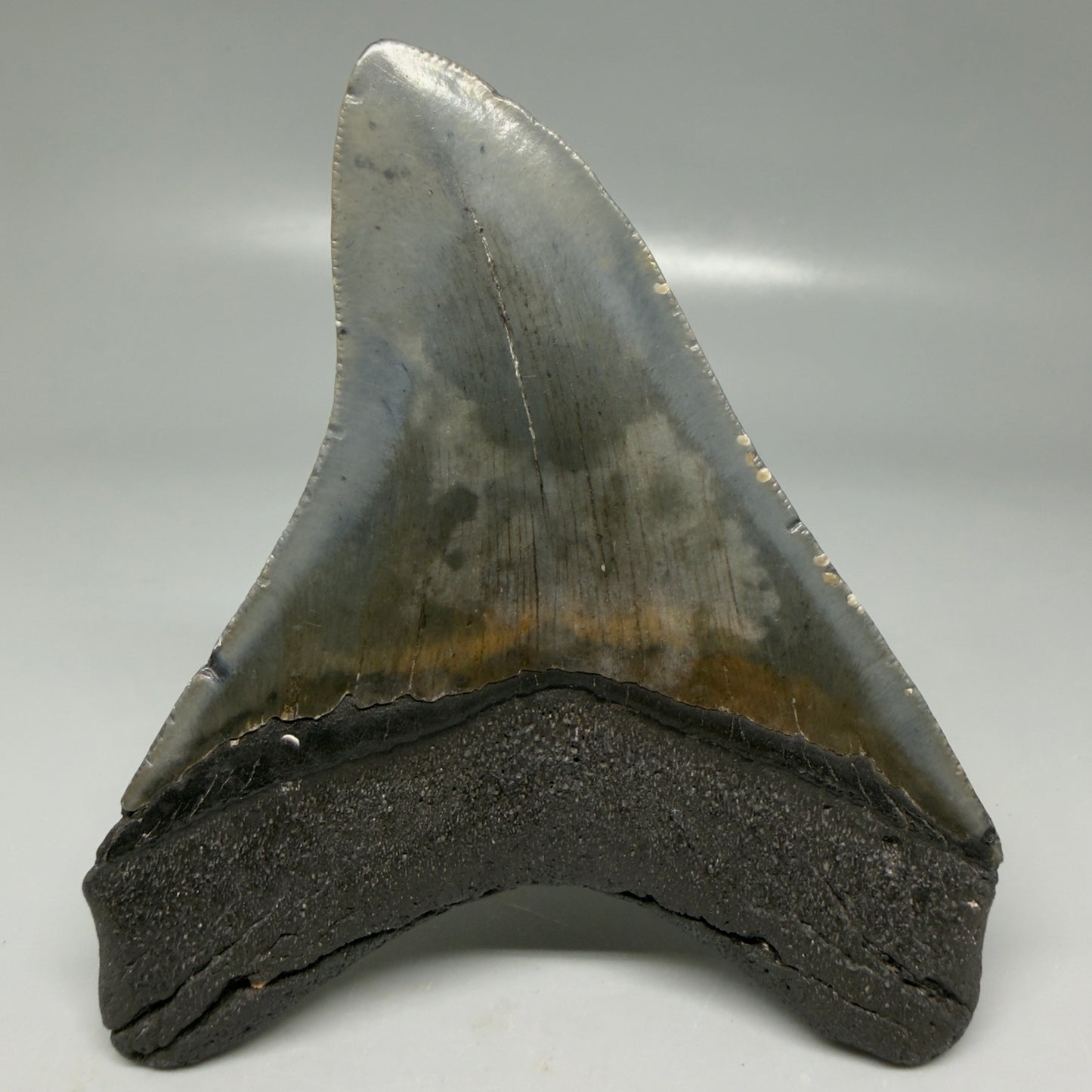 Back View Colorful 4.11" Megalodon Tooth from South Carolina CM6110