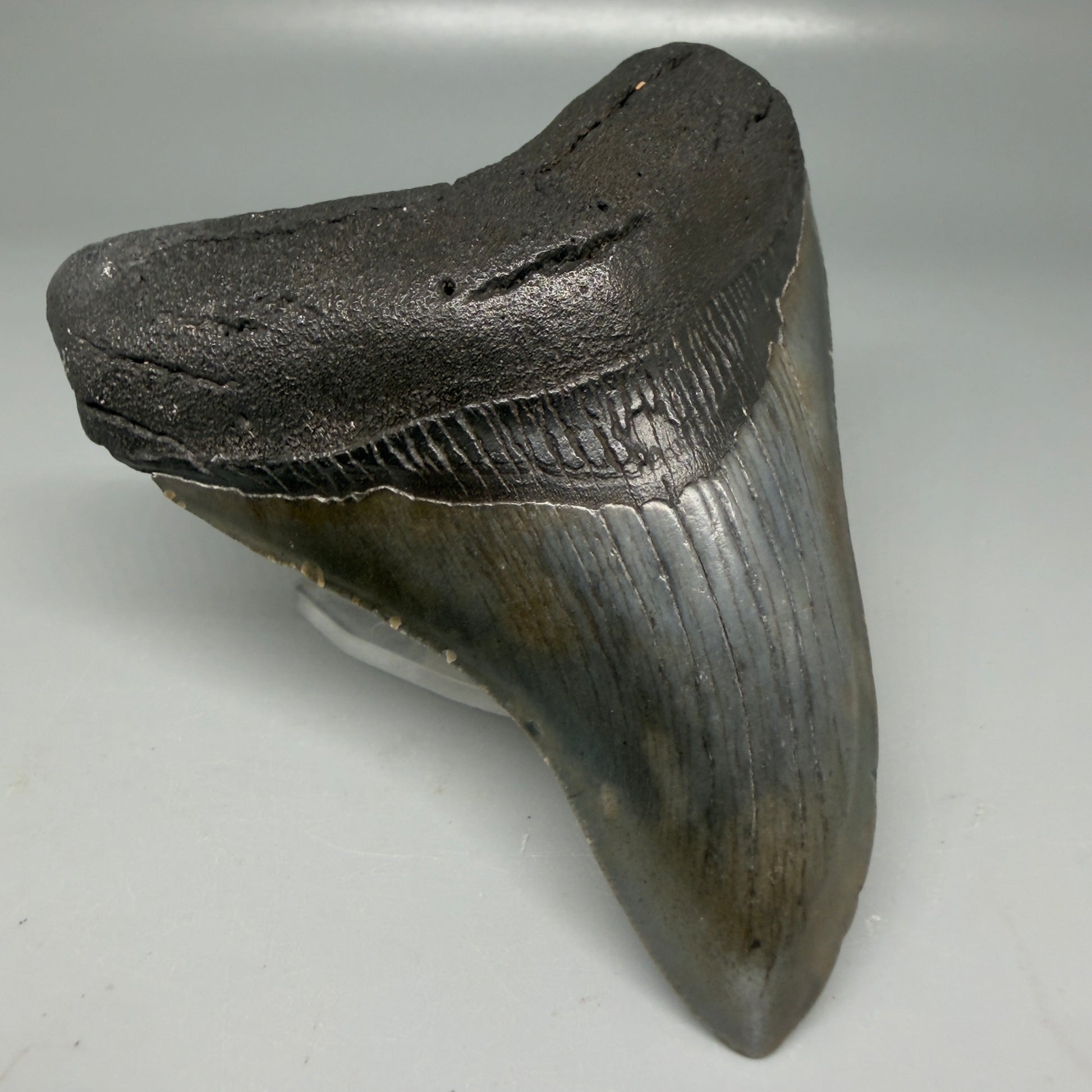 Front Left View Colorful 4.11" Megalodon Tooth from South Carolina CM6110