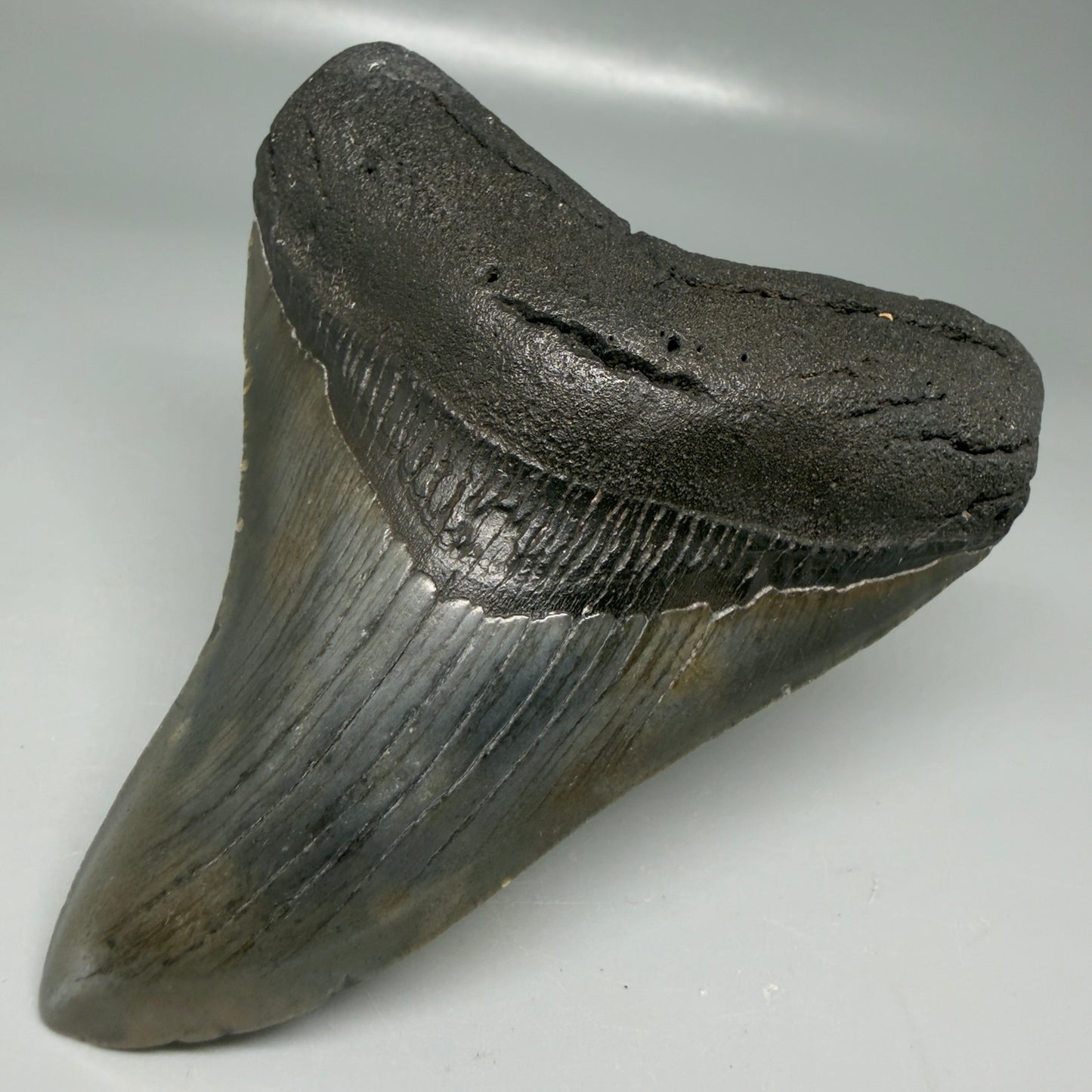 Front Right View Colorful 4.11" Megalodon Tooth from South Carolina CM6110