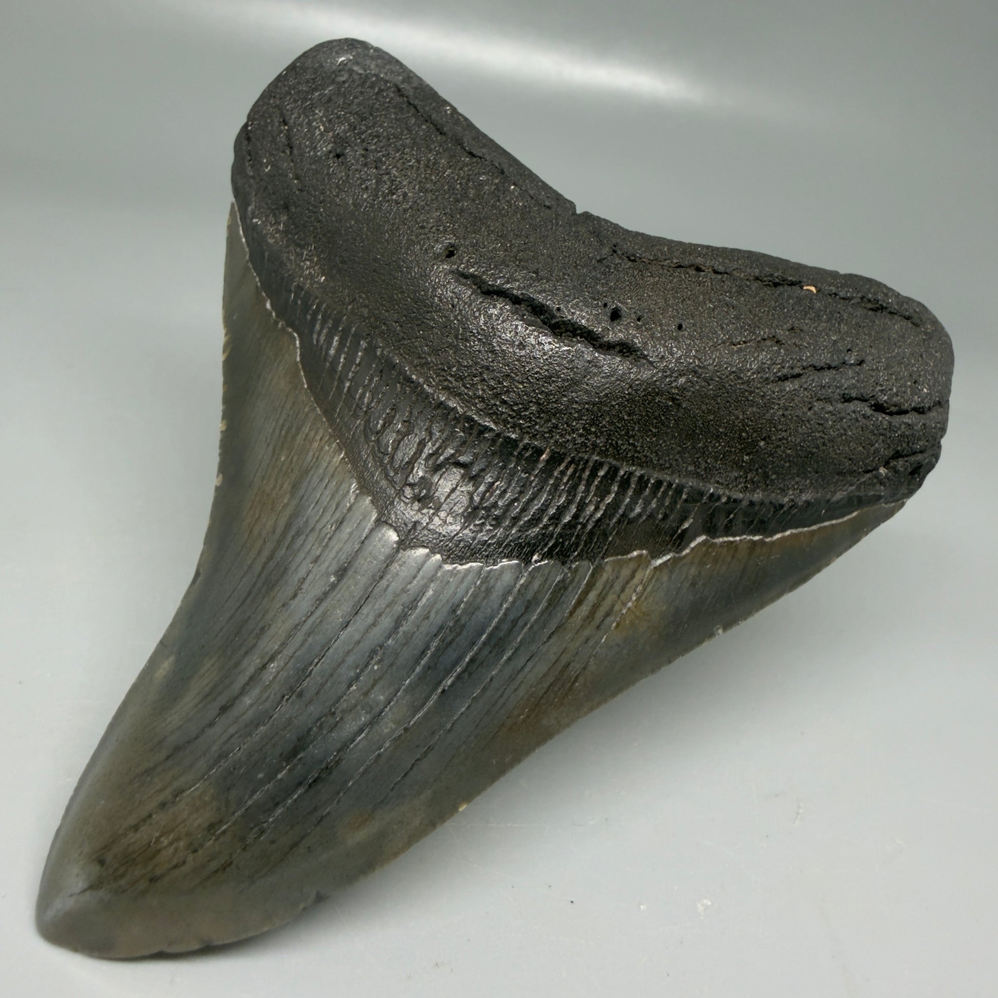 Front Right View Colorful 4.11" Megalodon Tooth from South Carolina CM6110