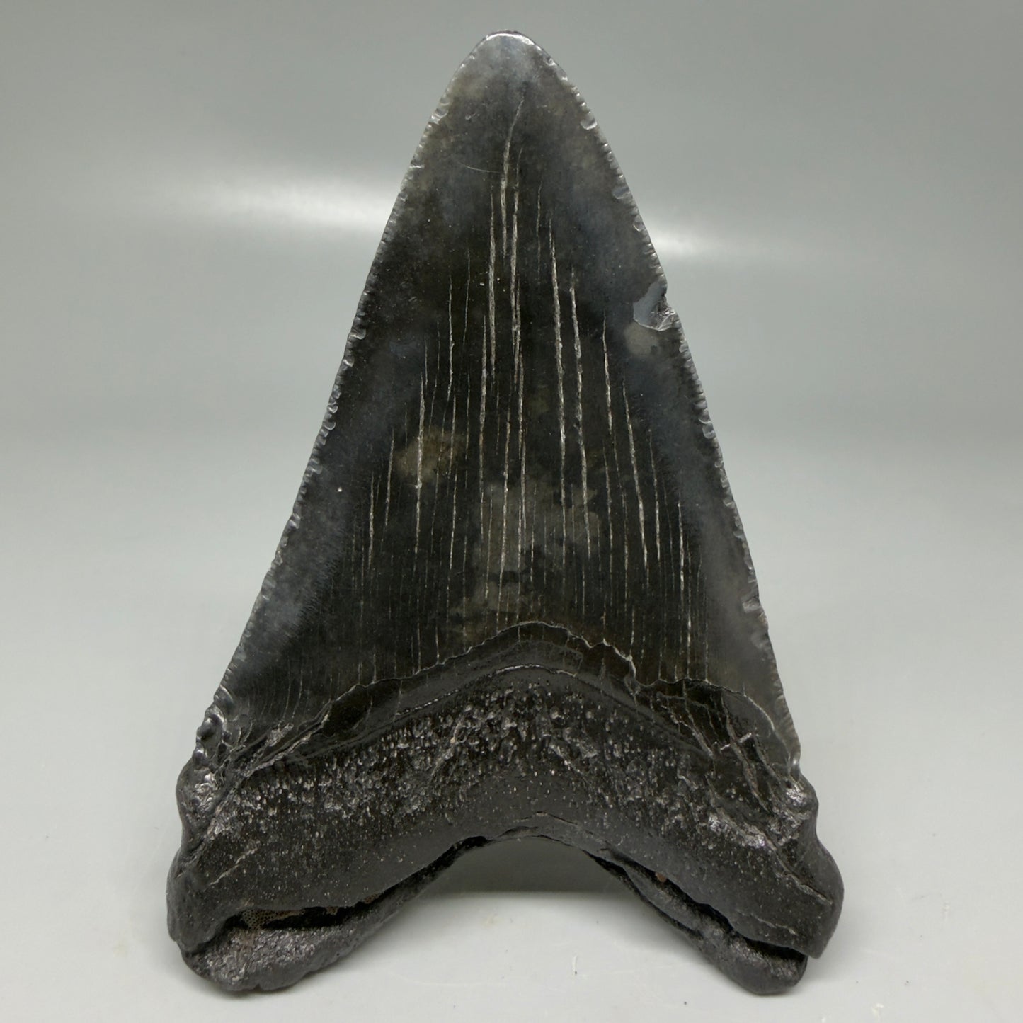 Back View Dark colors 4.18" Megalodon Tooth from South Carolina CM6112