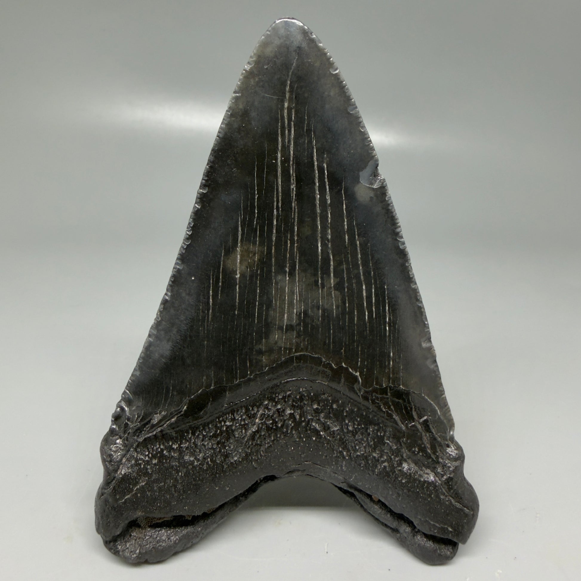 Back View Dark colors 4.18" Megalodon Tooth from South Carolina CM6112