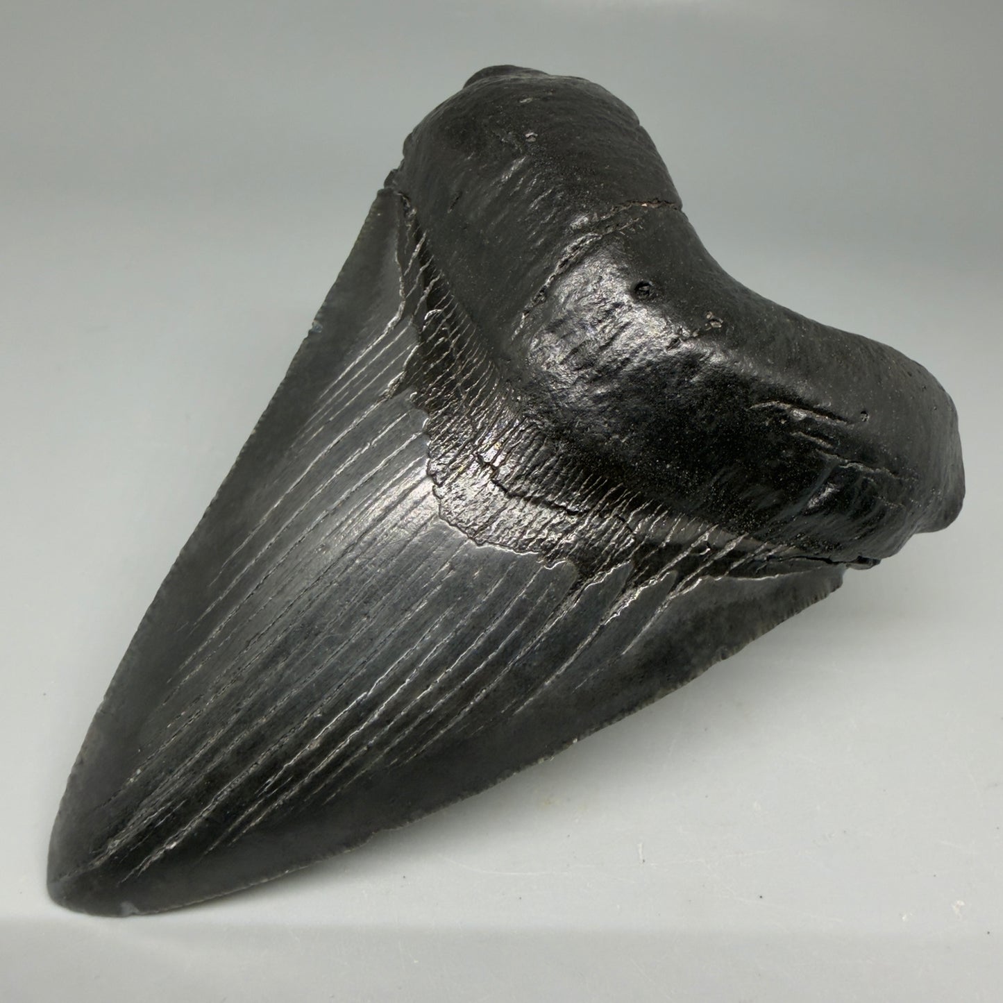 Front Right View Dark colors 4.18" Megalodon Tooth from South Carolina CM6112