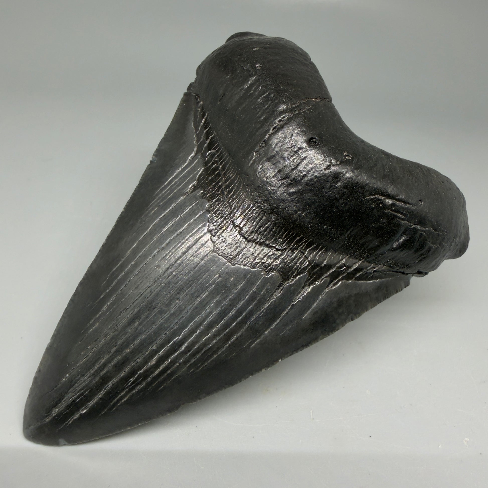 Front Right View Dark colors 4.18" Megalodon Tooth from South Carolina CM6112