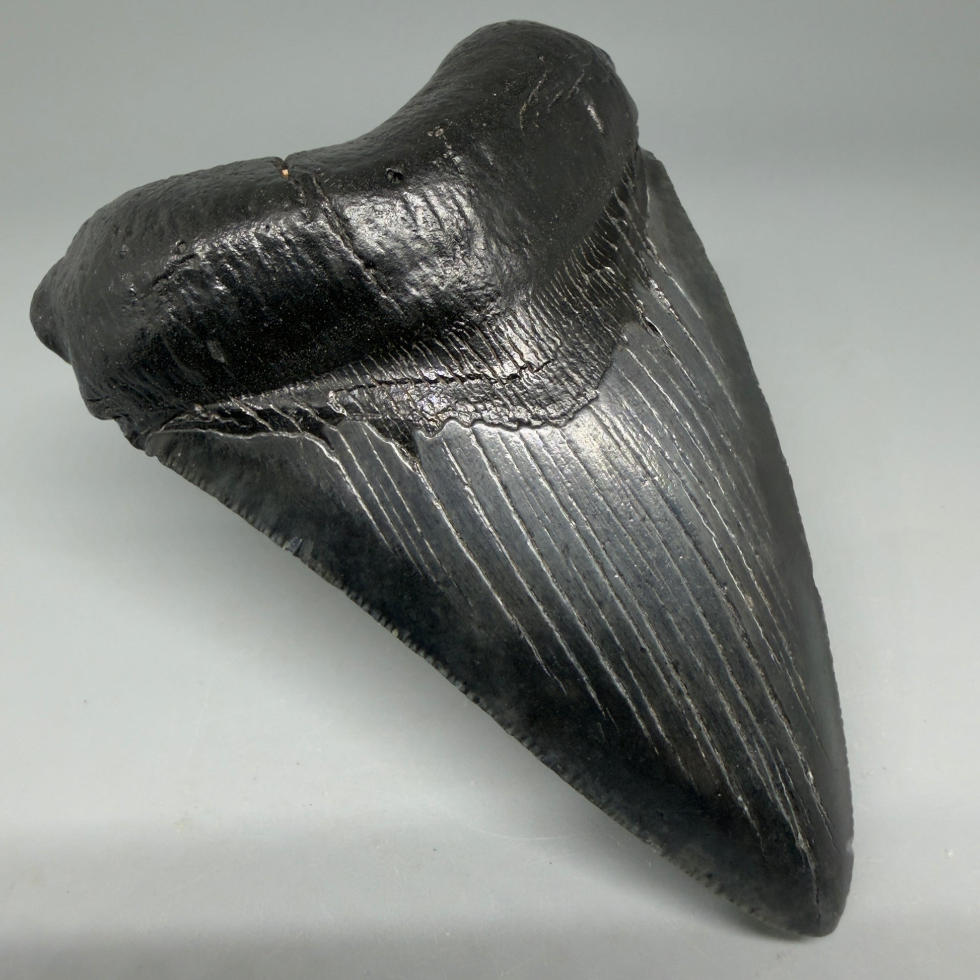 Front Left View Dark colors 4.18" Megalodon Tooth from South Carolina CM6112