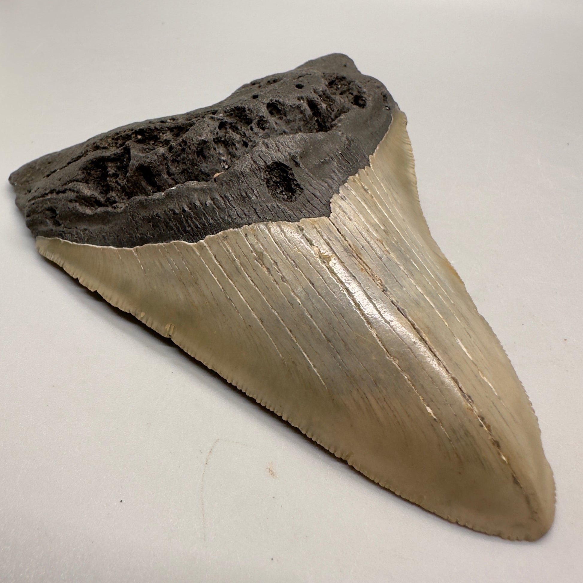 Colorful, sharply serrated 4.73" Fossil Megalodon Tooth from North Carolina MJ106 - Front left