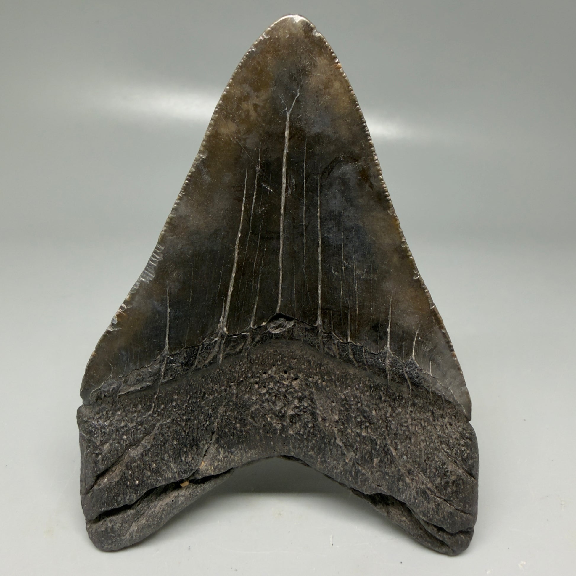 Back View Colorful 3.86" Megalodon Tooth - South Carolina CM6106