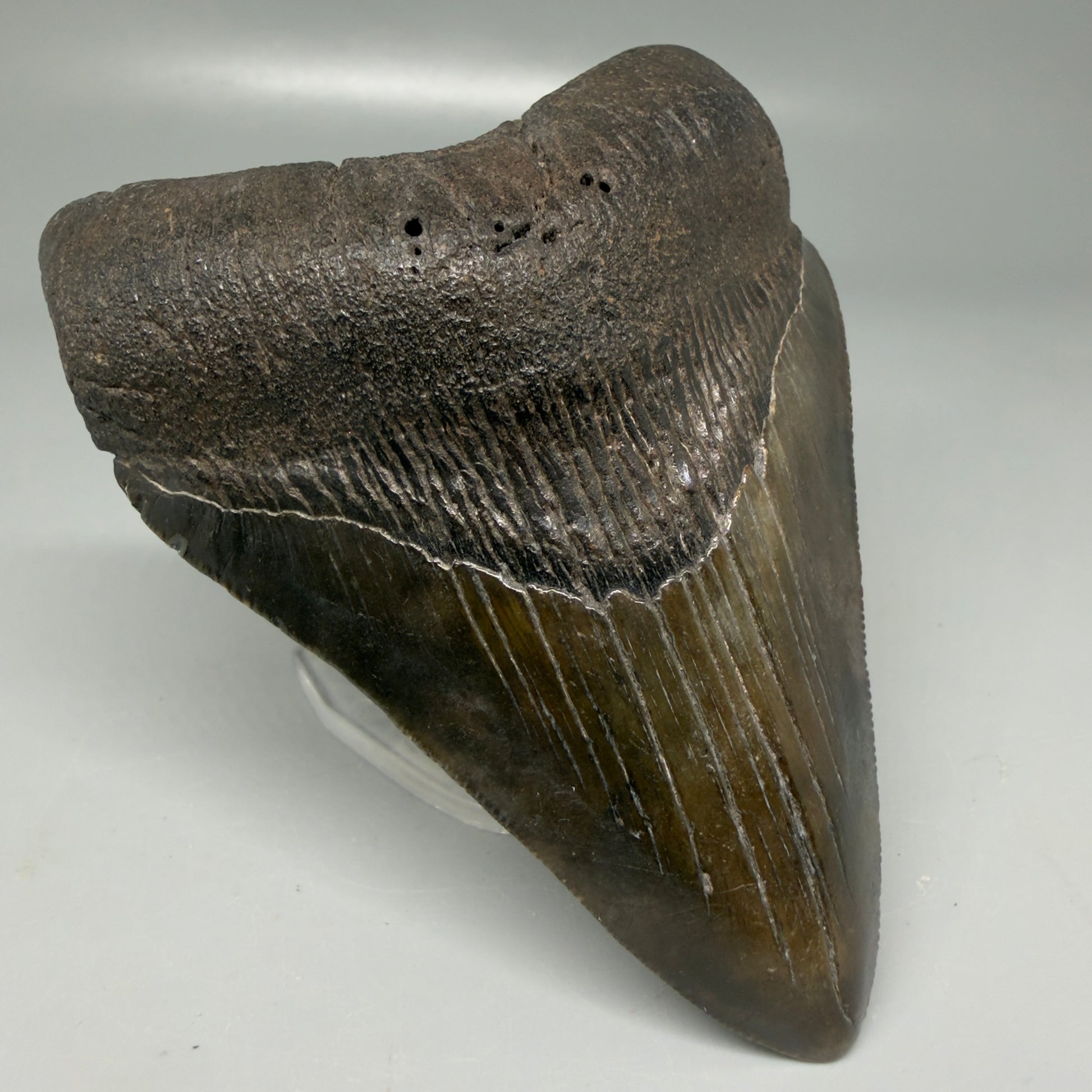 Front Left View Colorful 3.86" Megalodon Tooth - South Carolina CM6106