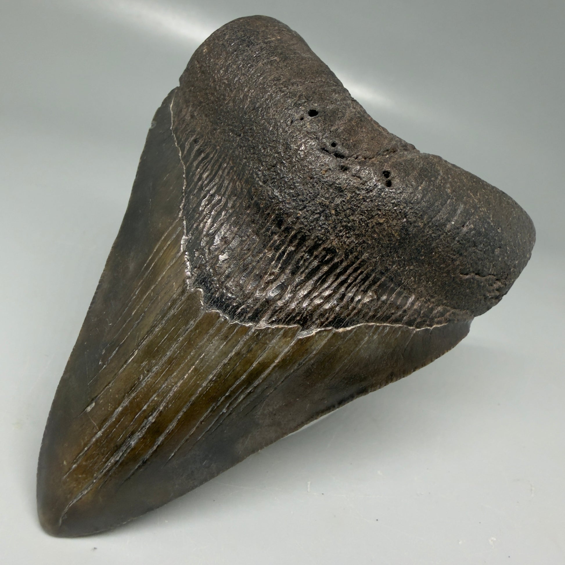 Front Right View Colorful 3.86" Megalodon Tooth - South Carolina CM6106
