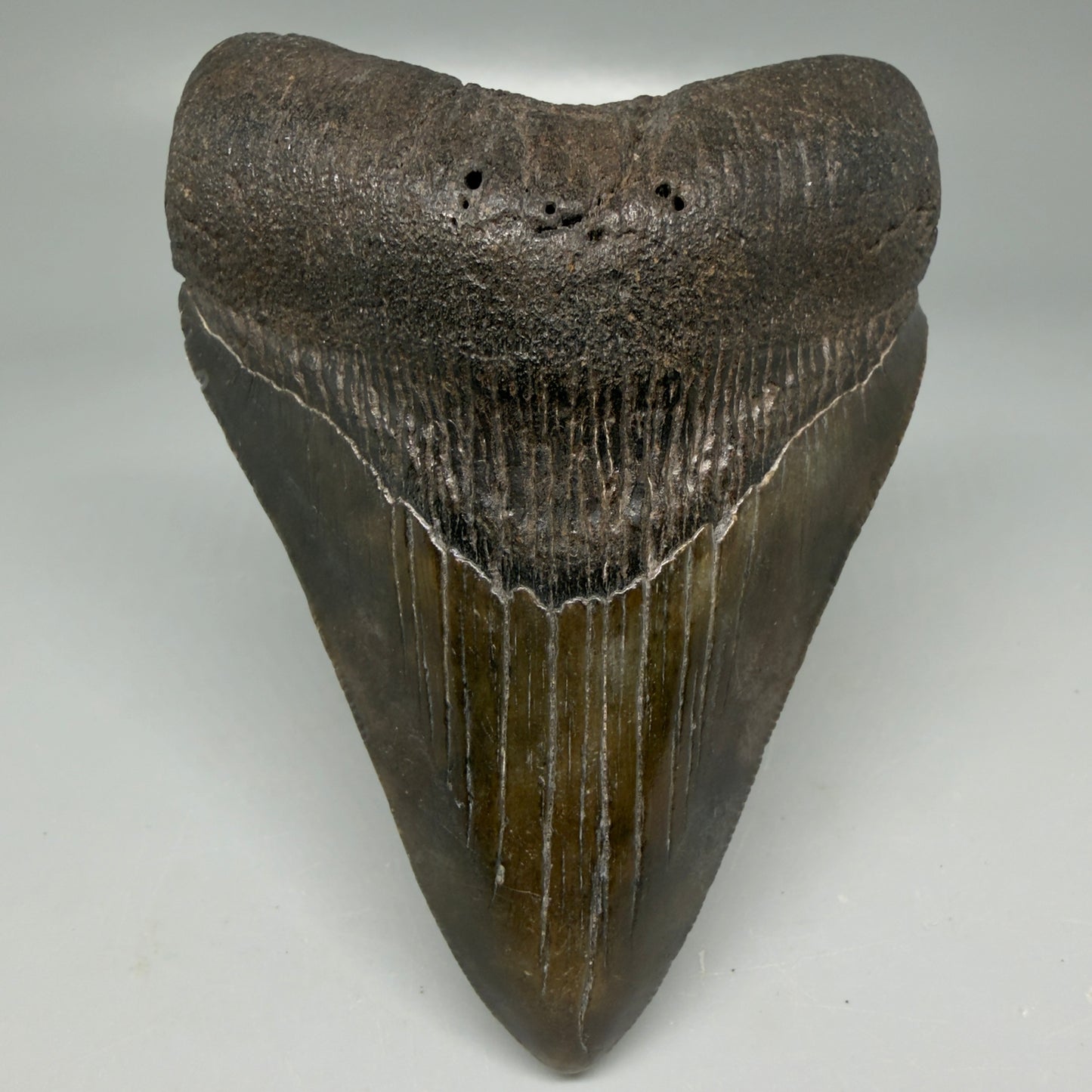 Front View Colorful 3.86" Megalodon Tooth - South Carolina CM6106 - 1