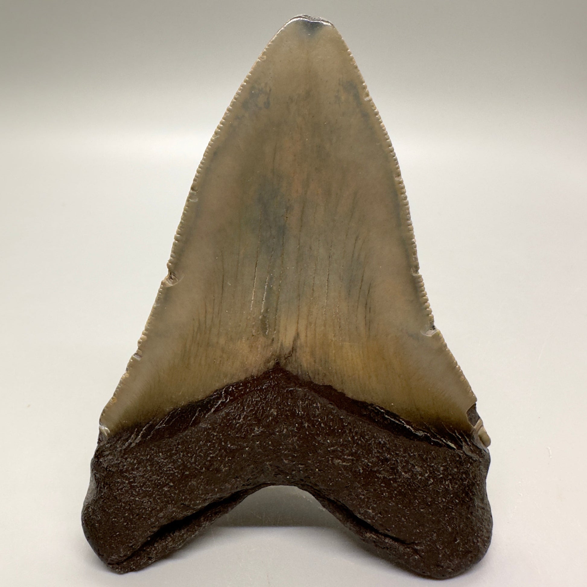 Colorful 3.94" Fossil Megalodon Tooth from North Carolina MJ104 - Back
