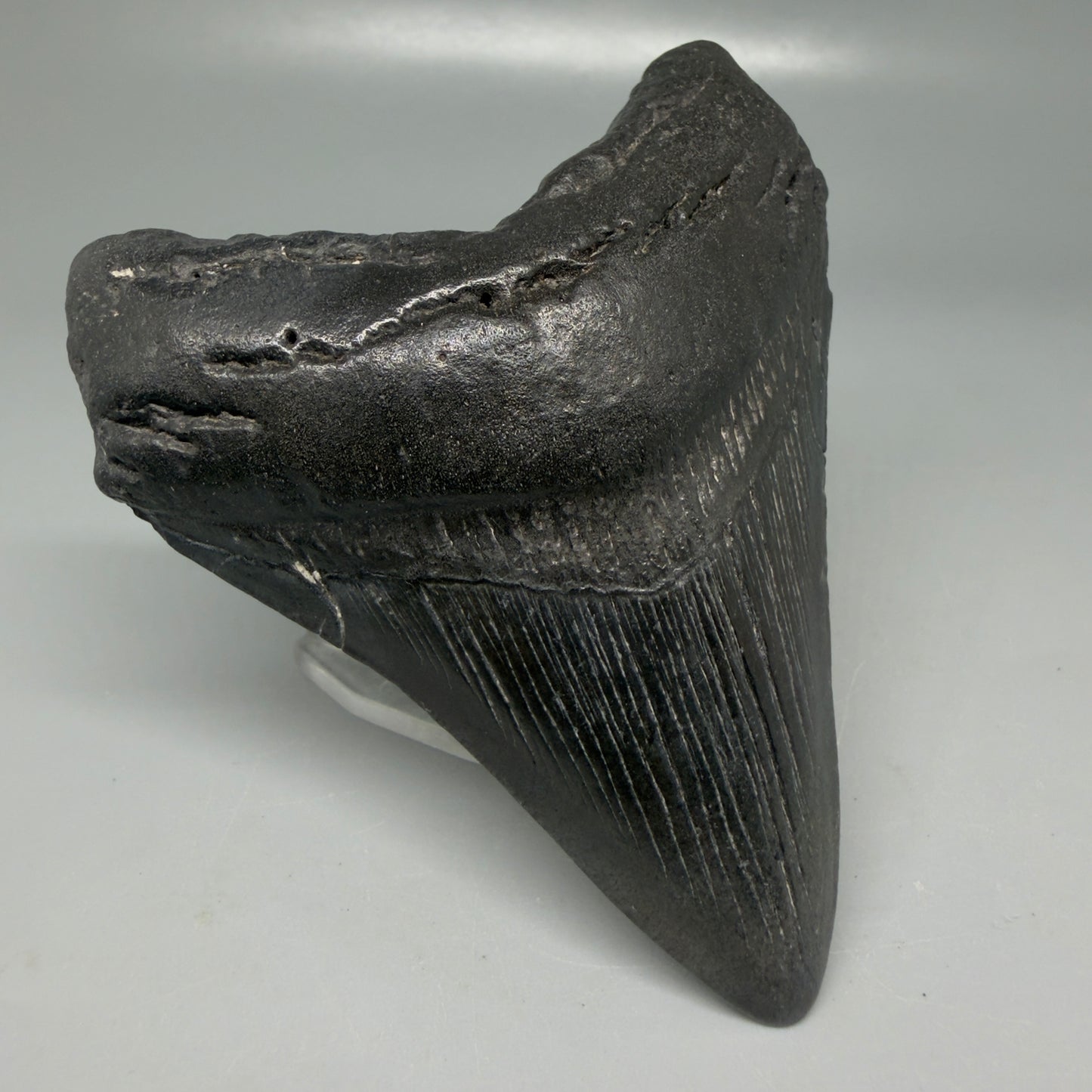 Front Left View Dark colors 3.84" Megalodon Tooth from South Carolina CM6107