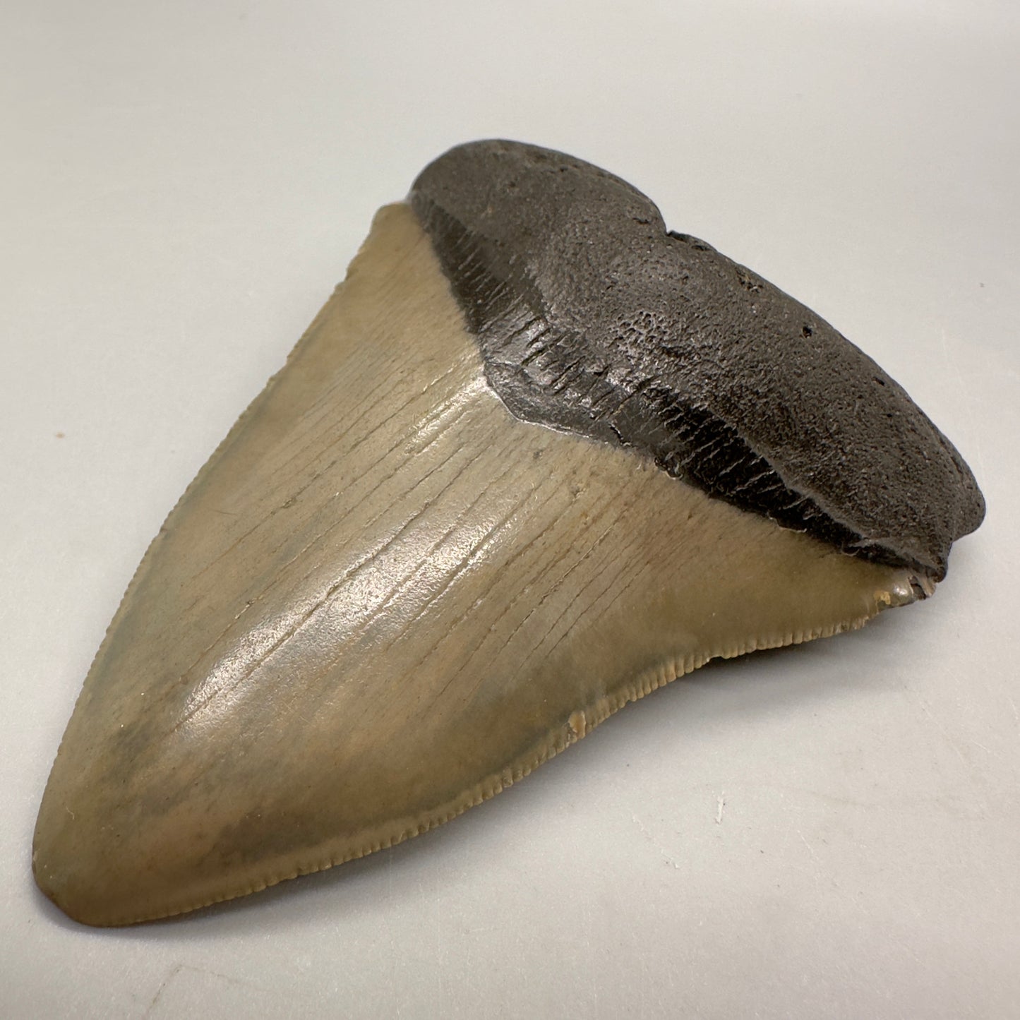 Colorful 3.94" Fossil Megalodon Tooth from North Carolina MJ104 - Front right
