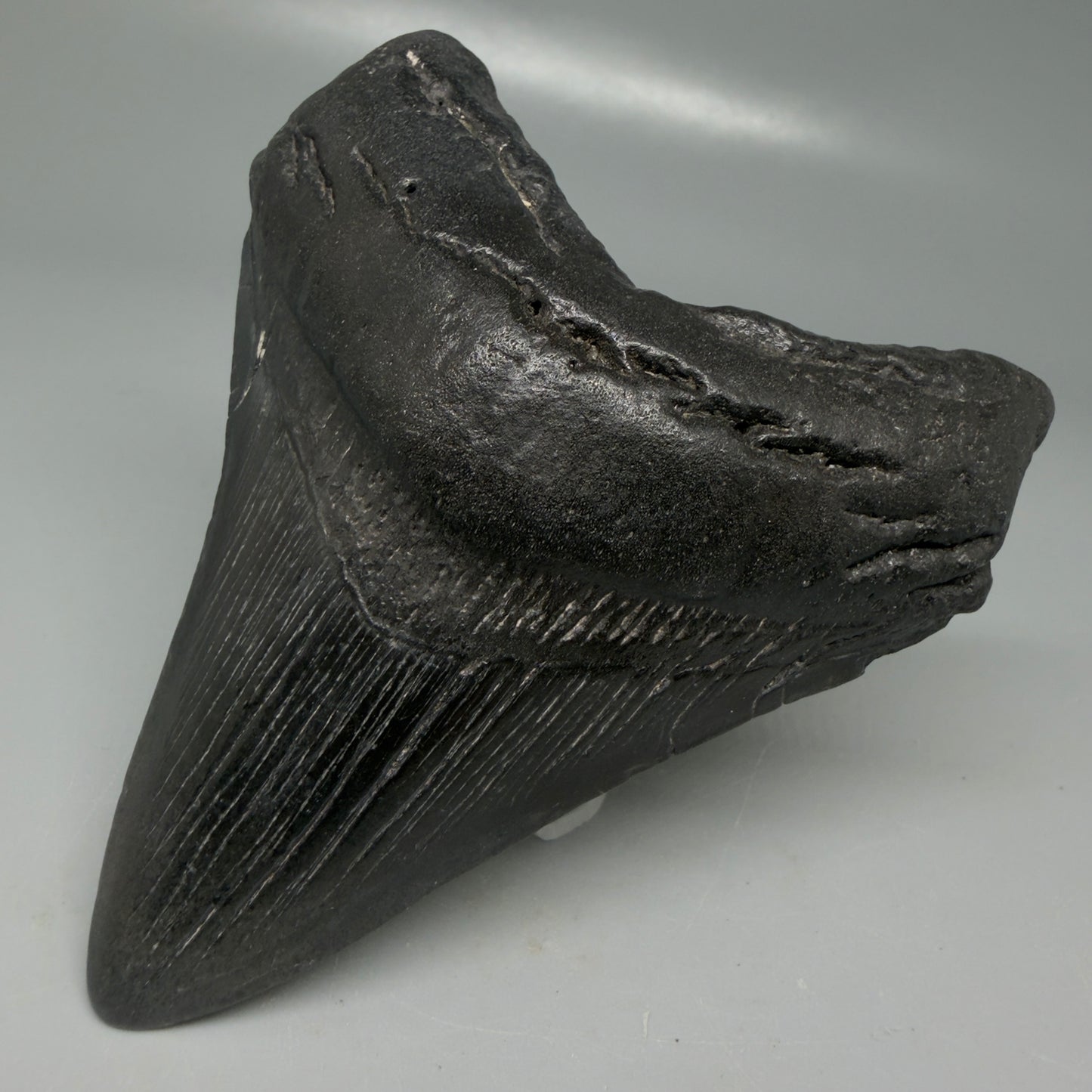 Front Right View Dark colors 3.84" Megalodon Tooth from South Carolina CM6107