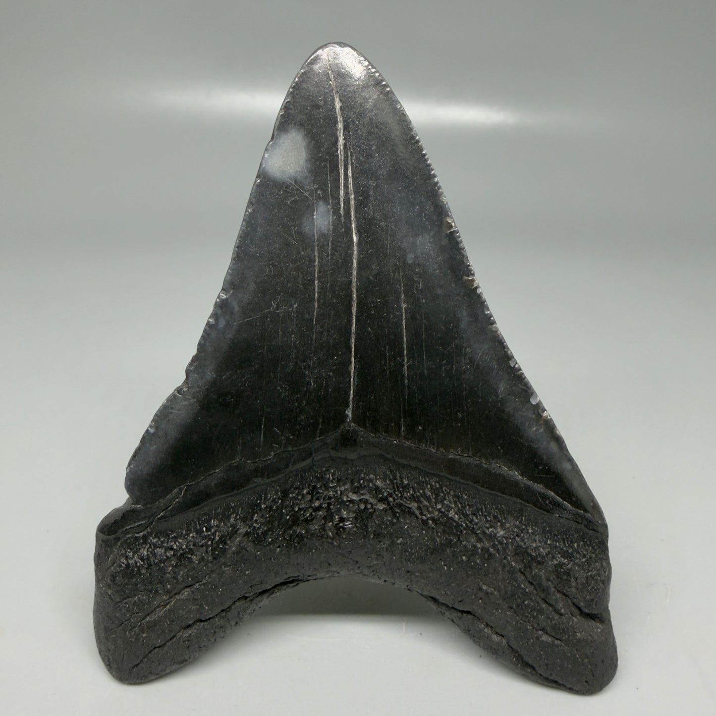 Back View Dark colors 3.99" Megalodon Tooth from South Carolina CM6108