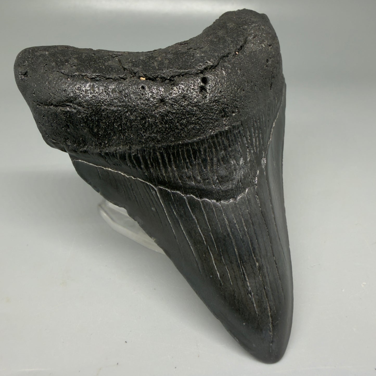 Front Left View Dark colors 3.99" Megalodon Tooth from South Carolina CM6108