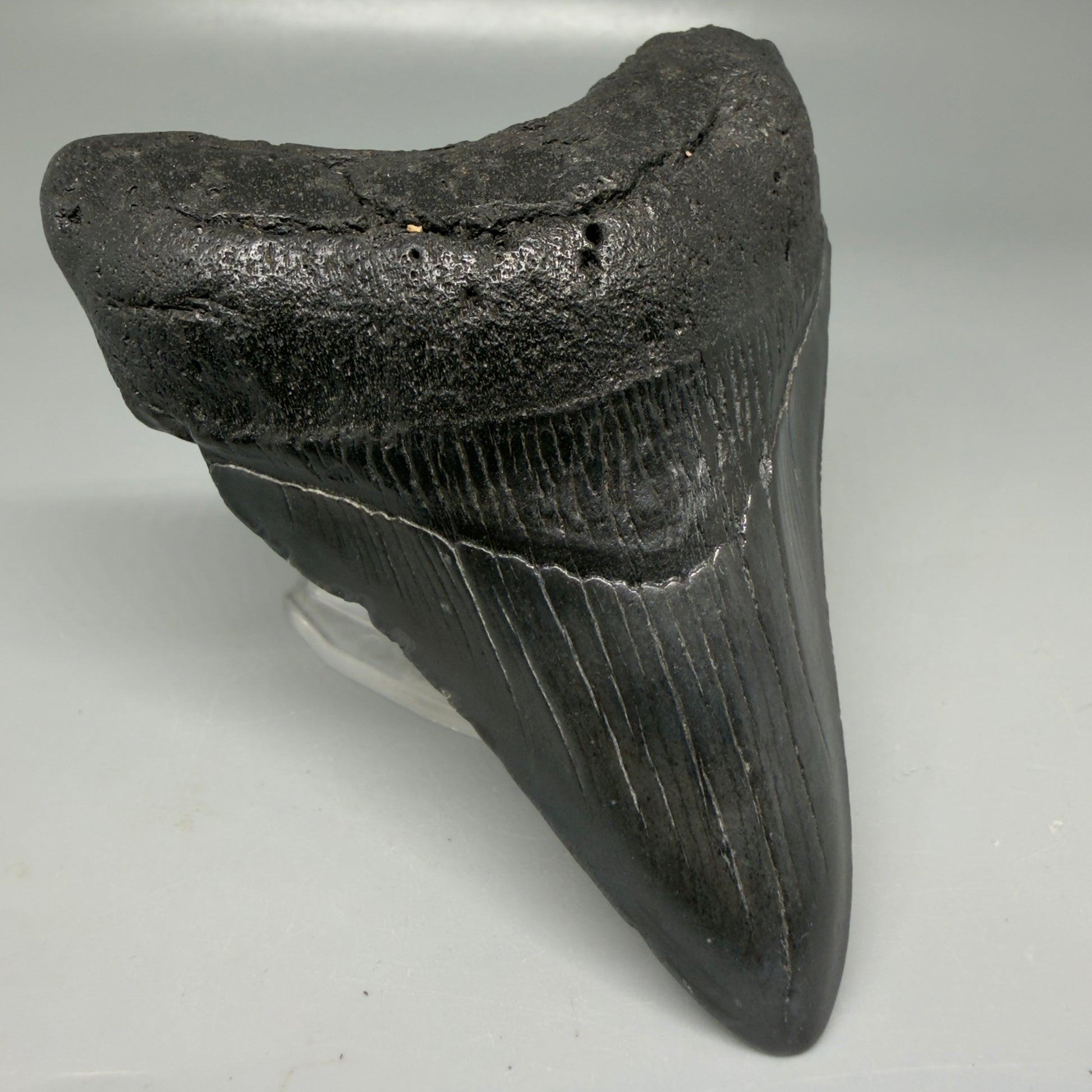 Front Left View Dark colors 3.99" Megalodon Tooth from South Carolina CM6108